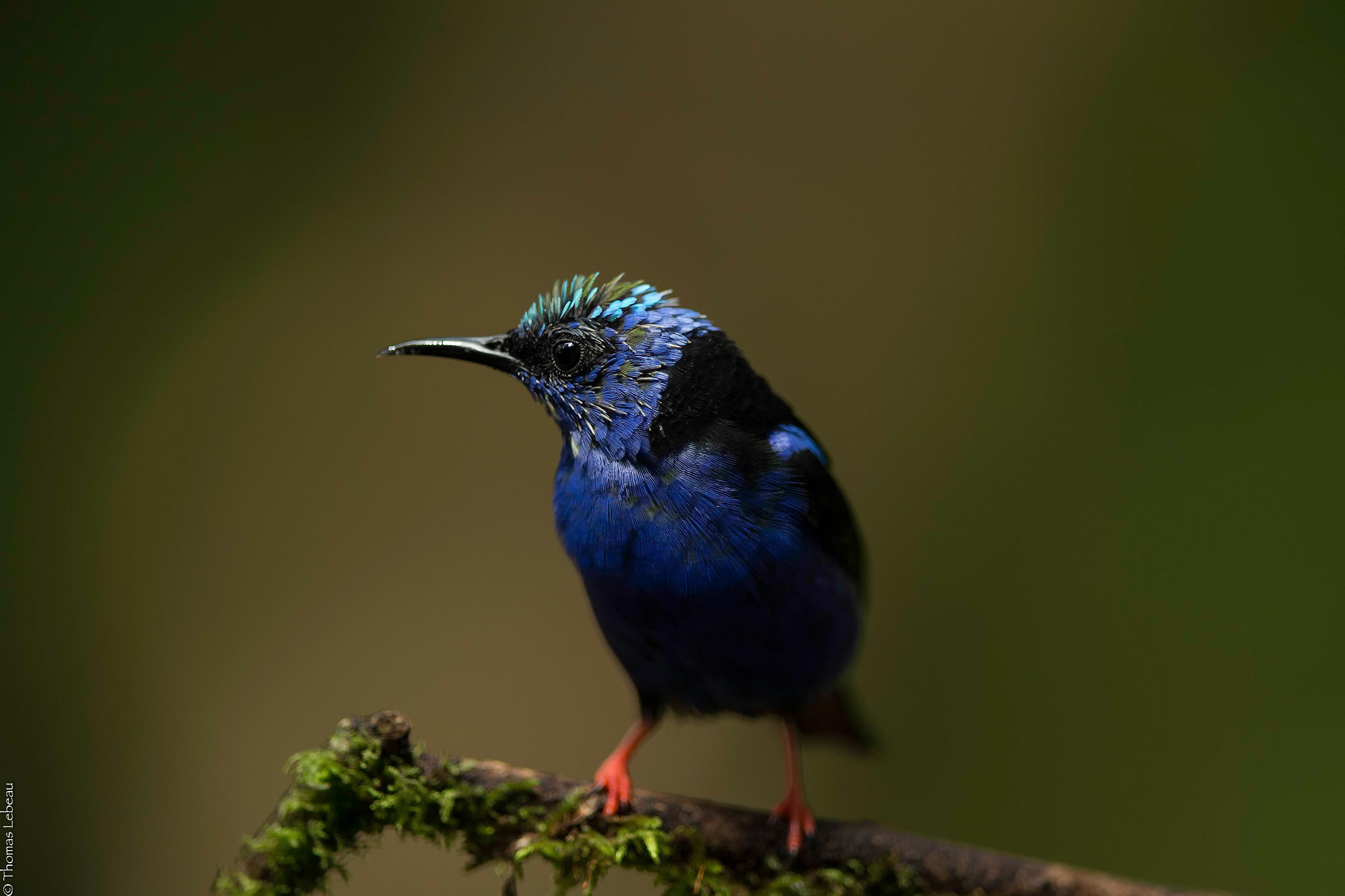 Canon EF 400mm F2.8L IS II USM sample photo. Red-legged honeycreeper photography