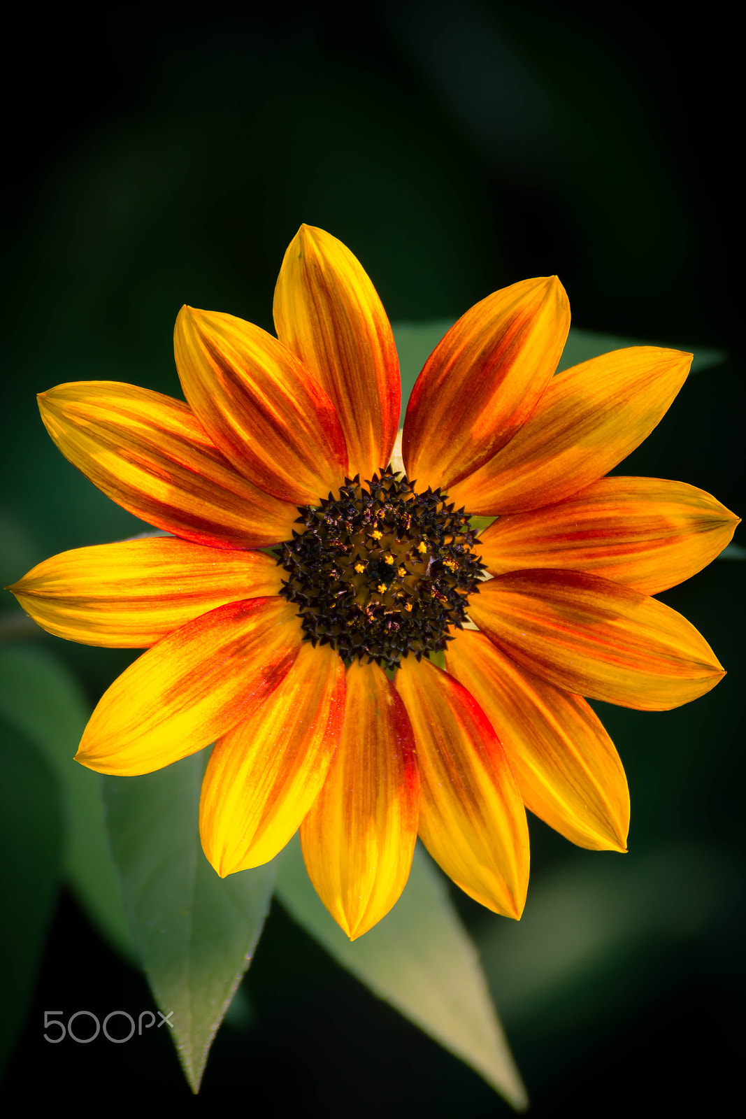 Tamron SP 35mm F1.8 Di VC USD sample photo. Sunflower photography