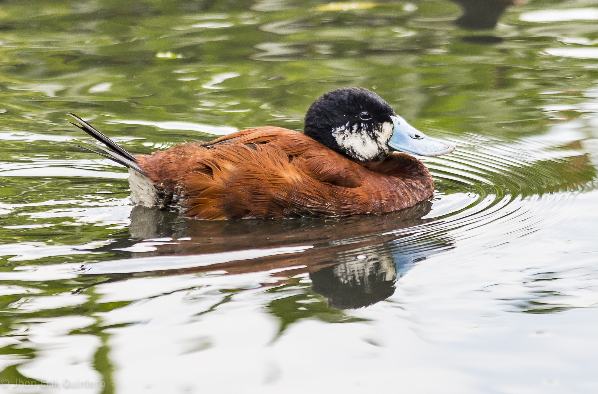 Canon EOS 6D + Sigma 150-500mm F5-6.3 DG OS HSM sample photo. Pato turrio (oxyura jamaicensis andina) photography