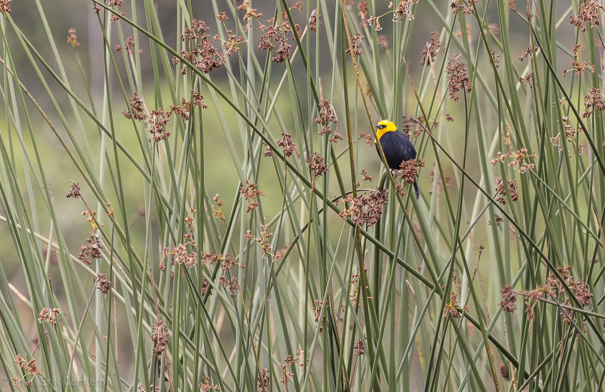 Canon EOS 6D + Sigma 150-500mm F5-6.3 DG OS HSM sample photo. Toche de pantano photography