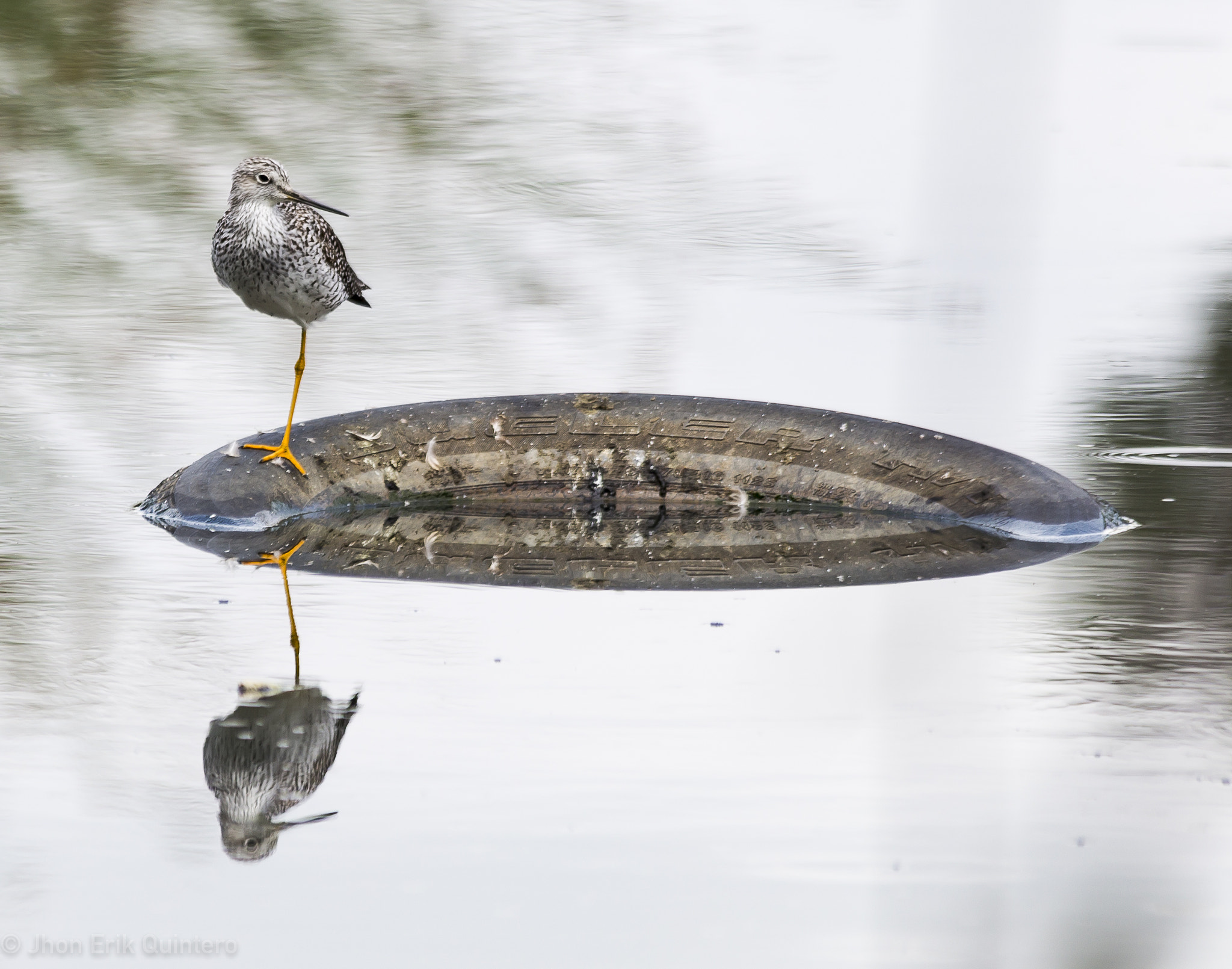 Canon EOS 6D + Sigma 150-500mm F5-6.3 DG OS HSM sample photo. Pitotoy chico photography