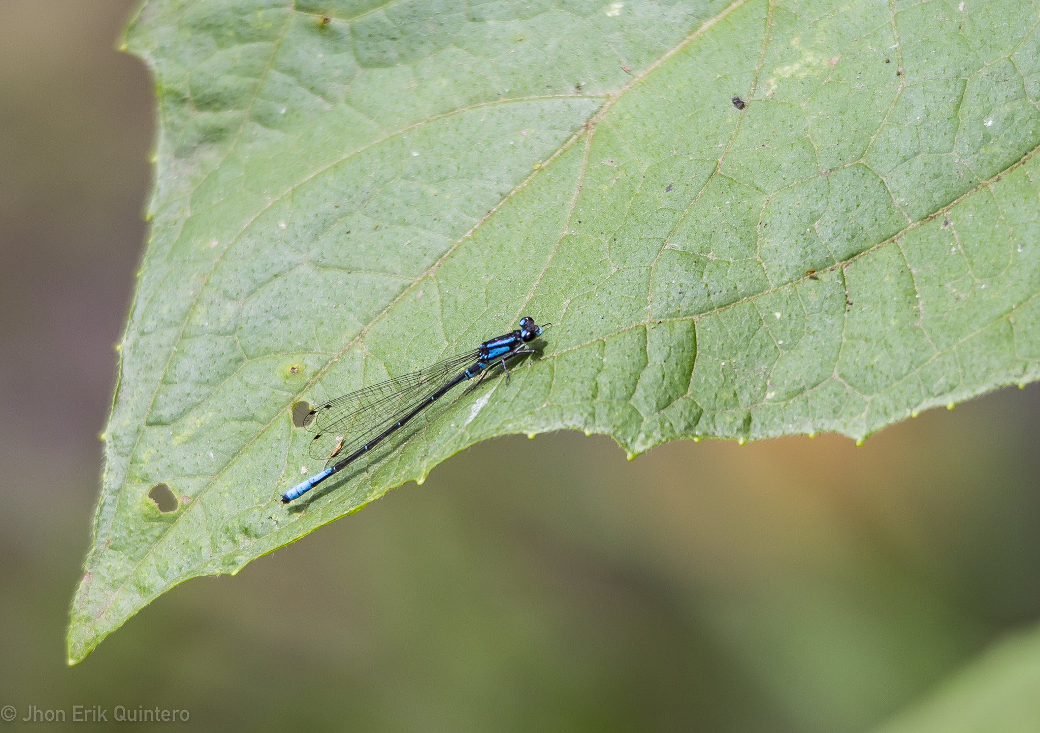 Canon EOS 6D + Sigma 150-500mm F5-6.3 DG OS HSM sample photo. Enallagma civile photography