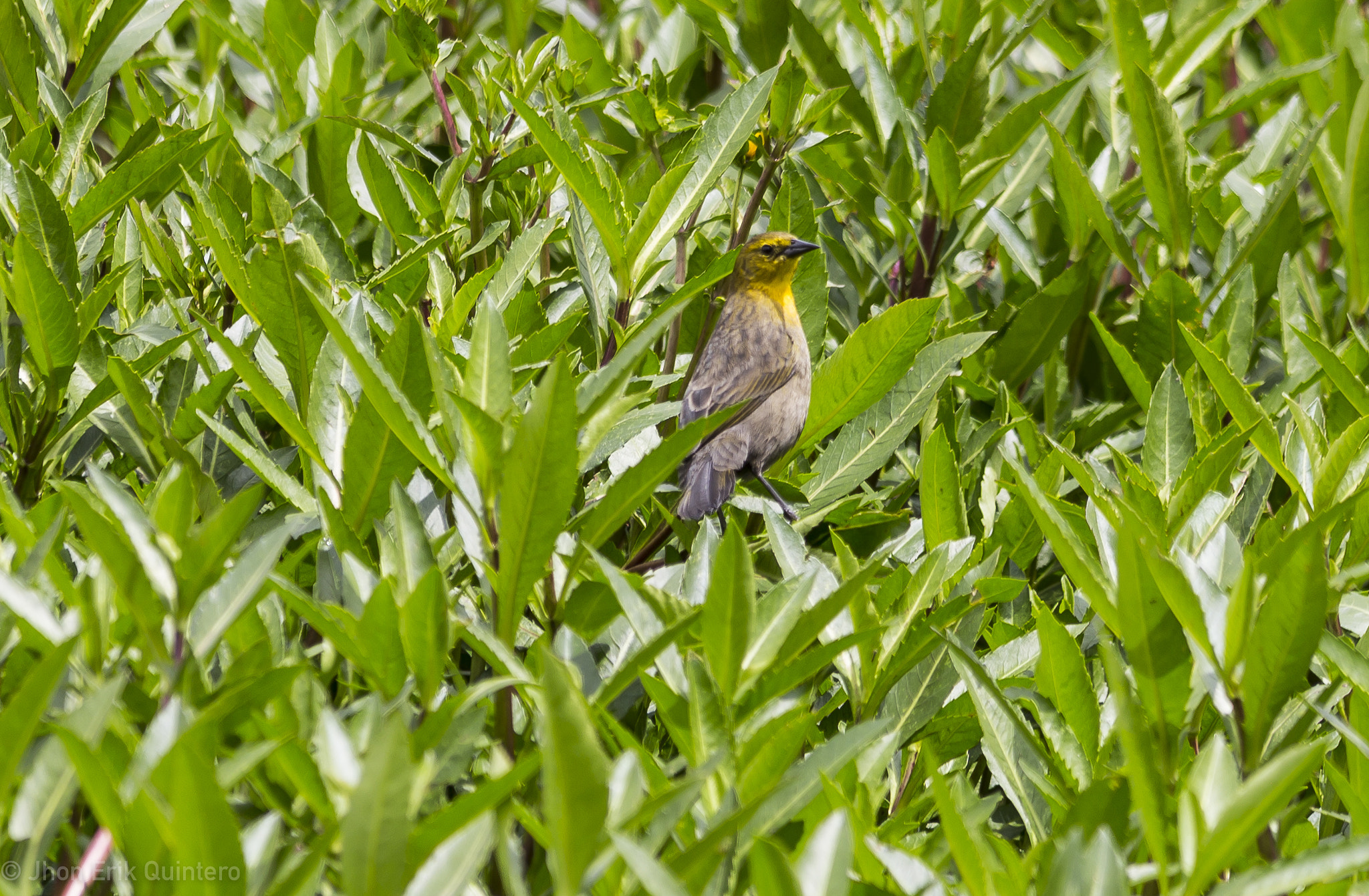 Canon EOS 6D + Sigma 150-500mm F5-6.3 DG OS HSM sample photo. Sirirí (tyrannus melancholicus) photography