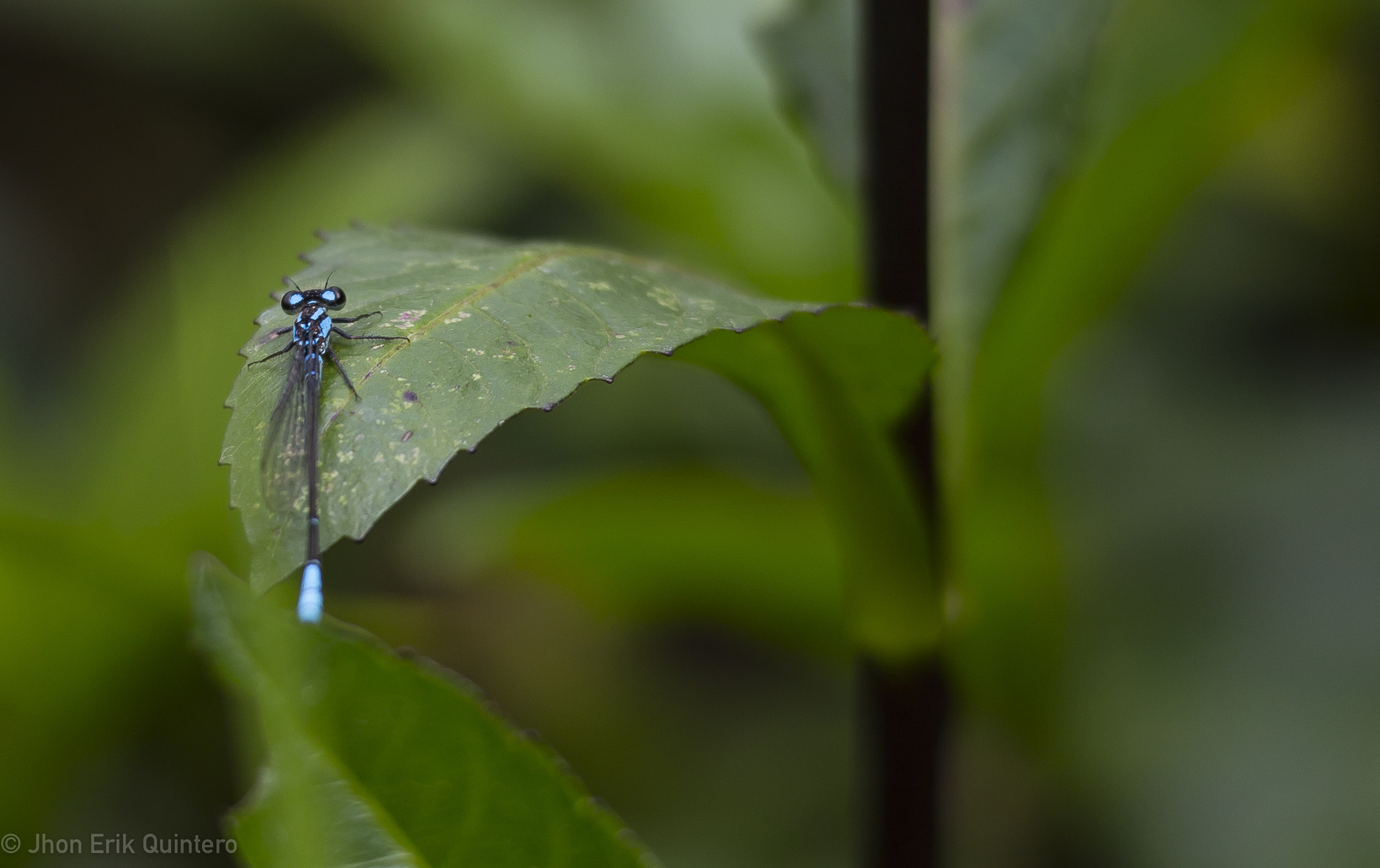 Sigma 150-500mm F5-6.3 DG OS HSM sample photo. Enallagma civile photography