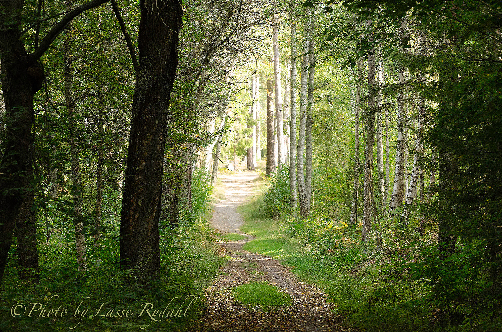 Sigma 150mm F2.8 EX DG Macro HSM sample photo. A walk in the forest. photography