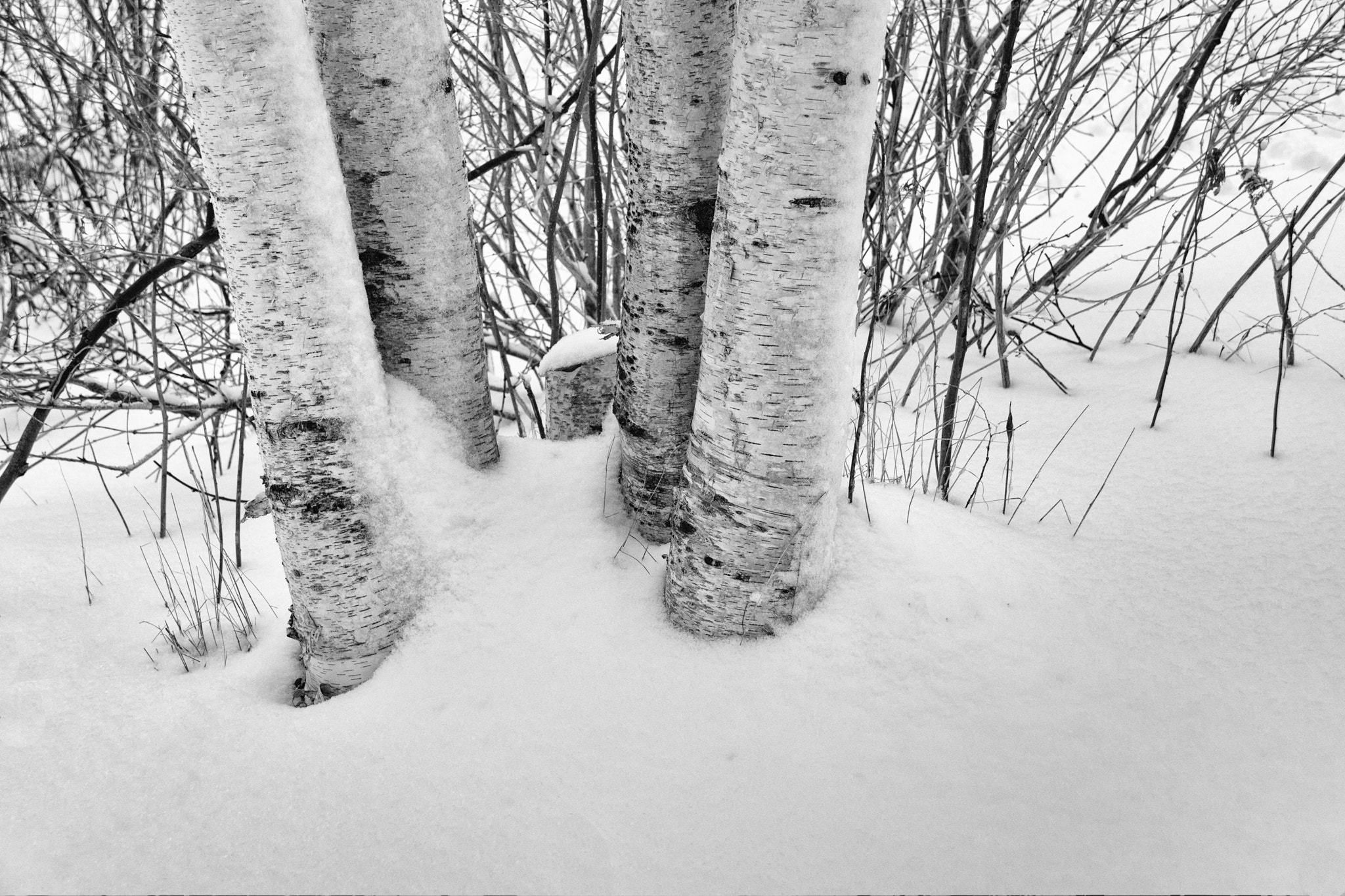 Sigma 18-250mm F3.5-6.3 DC Macro OS HSM sample photo. Winter birch photography
