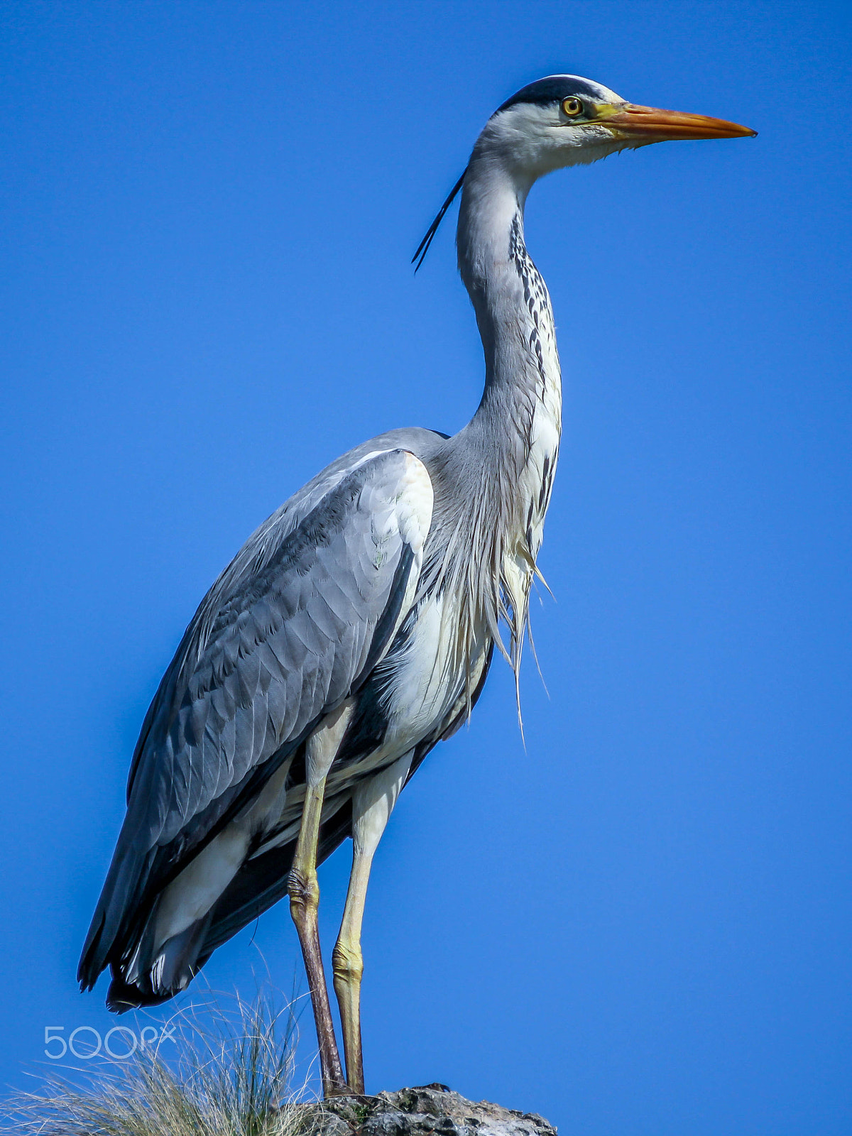Tamron SP 35mm F1.8 Di VC USD sample photo. Heron photography