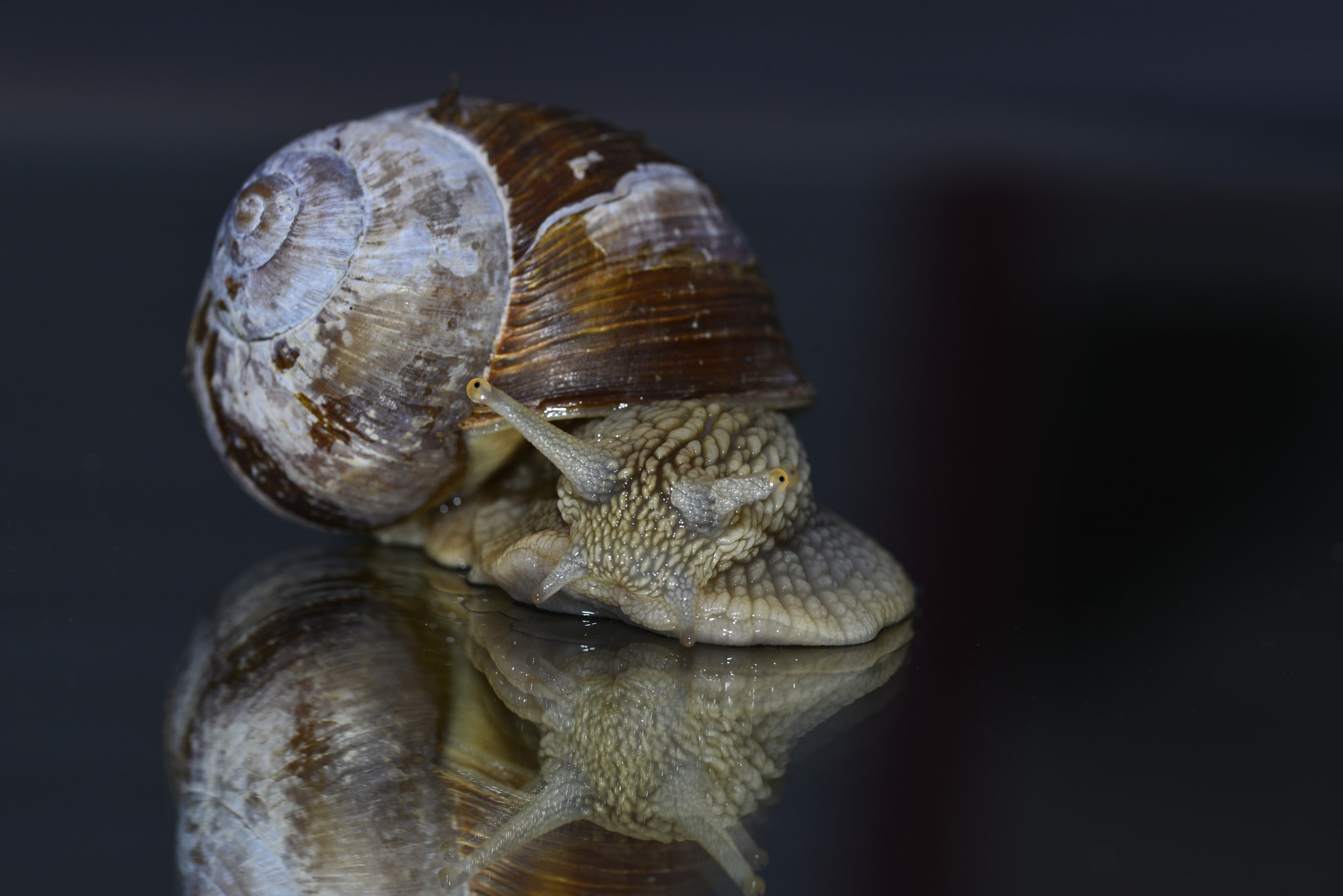 Nikon D800E sample photo. Vinbergssnäcka (helix pomatia) photography