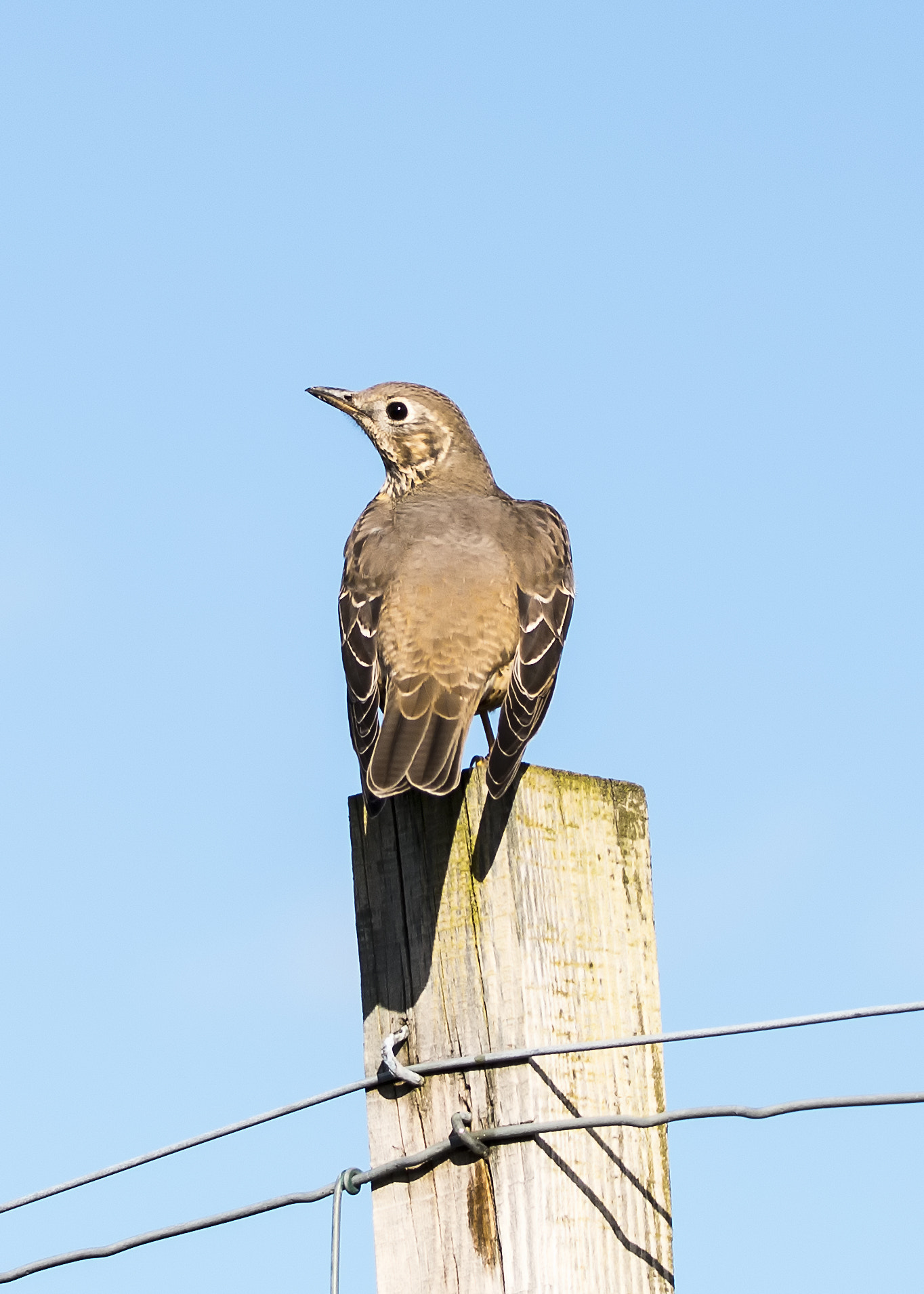 Sigma 150-600mm F5-6.3 DG OS HSM | C sample photo. Uknown bird photography