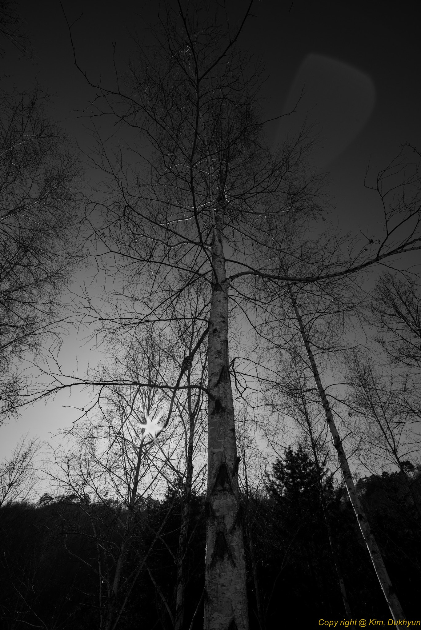 Pentax K-1 + A Series Lens sample photo. A birch photography