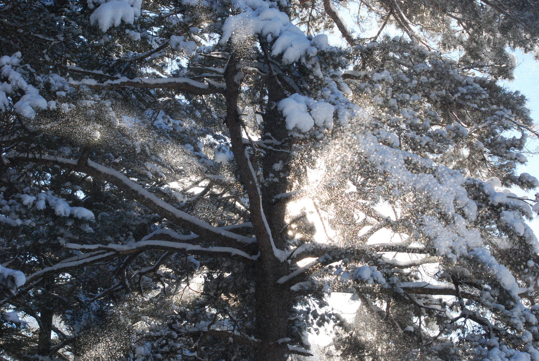 Nikon D40X sample photo