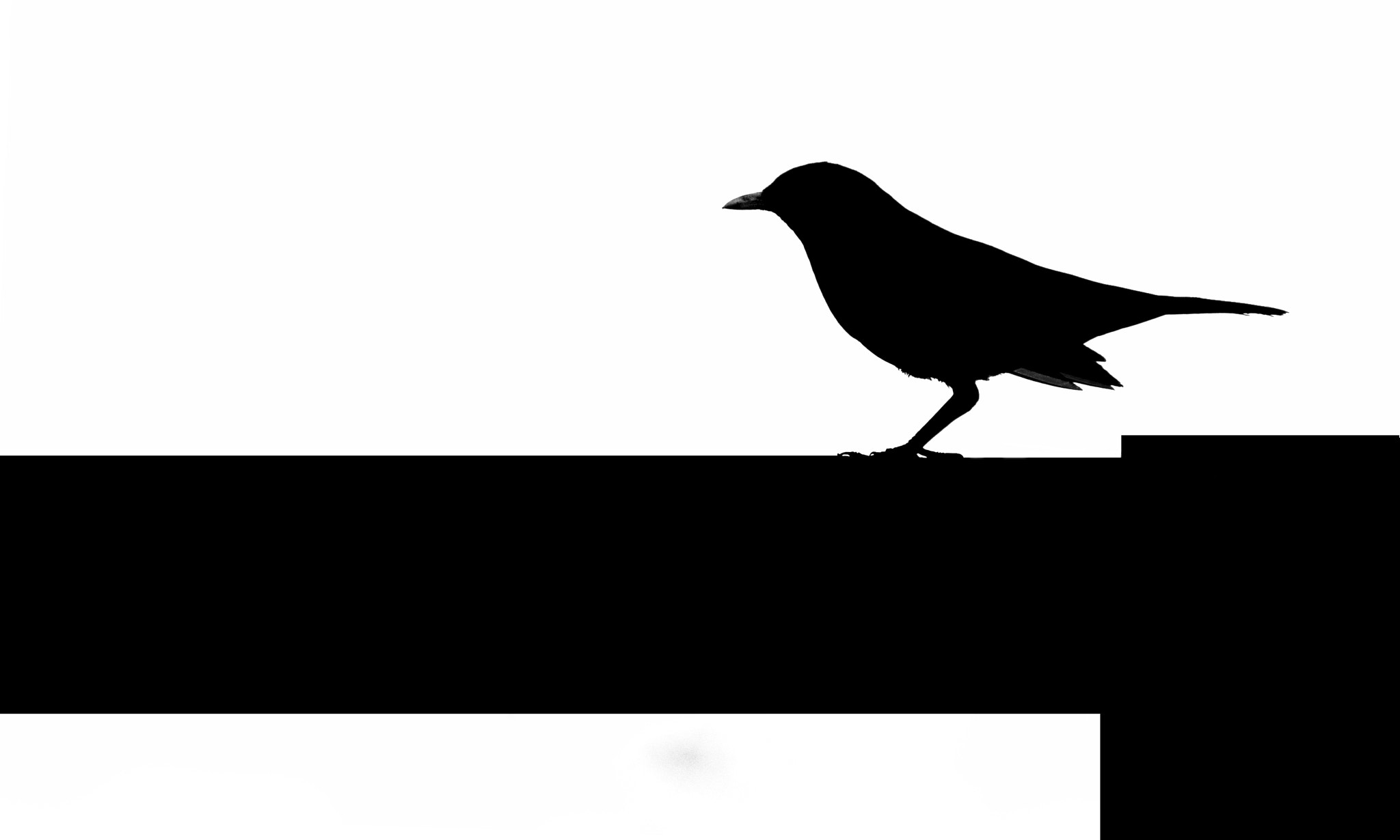Nikon D60 sample photo. Blackbird photography