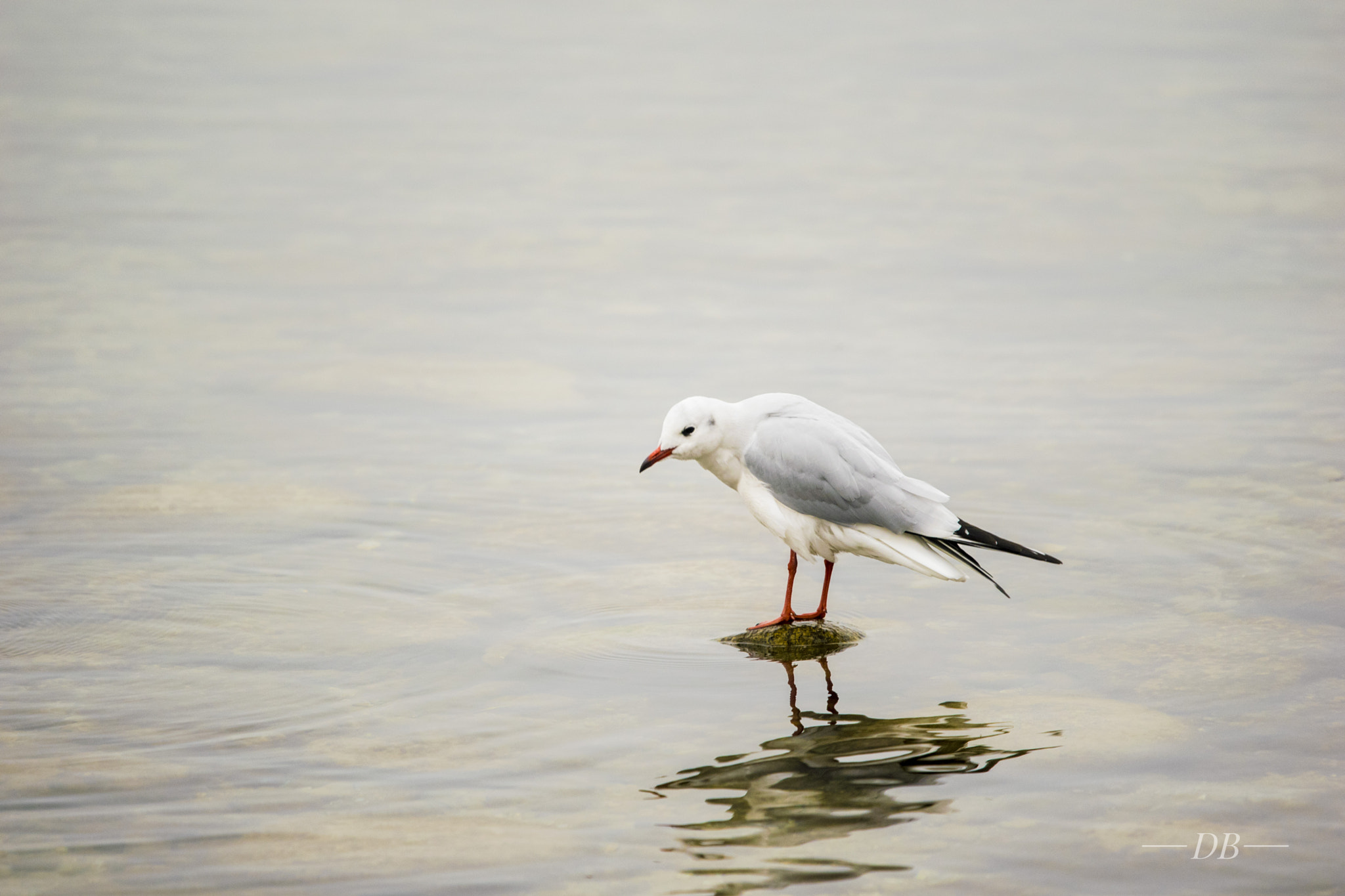 Nikon Nikkor AF-S 300mm F4E PF ED VR sample photo. Untitled  photography
