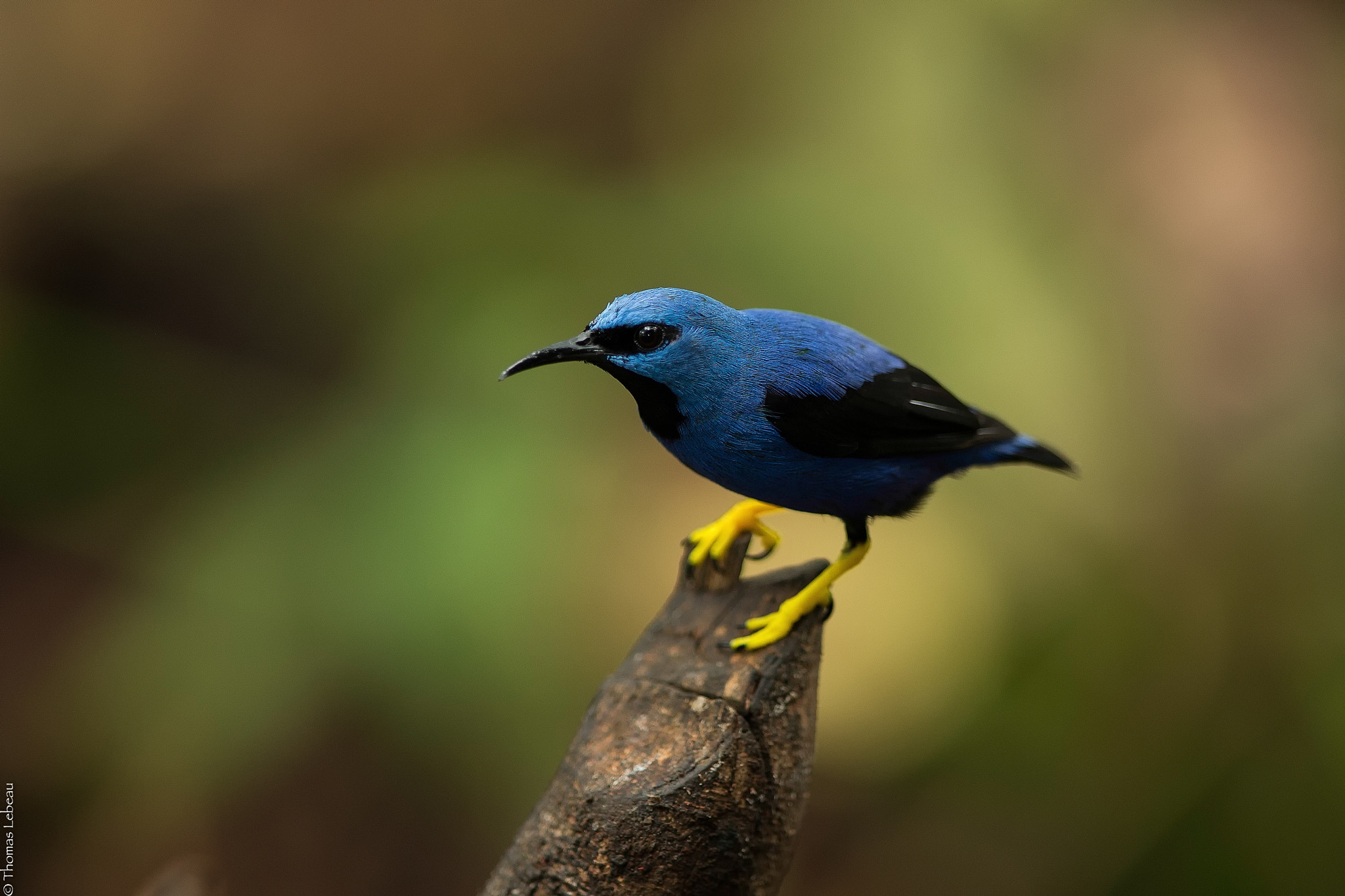 Canon EF 400mm F2.8L IS II USM sample photo. Shining honeycreeper photography