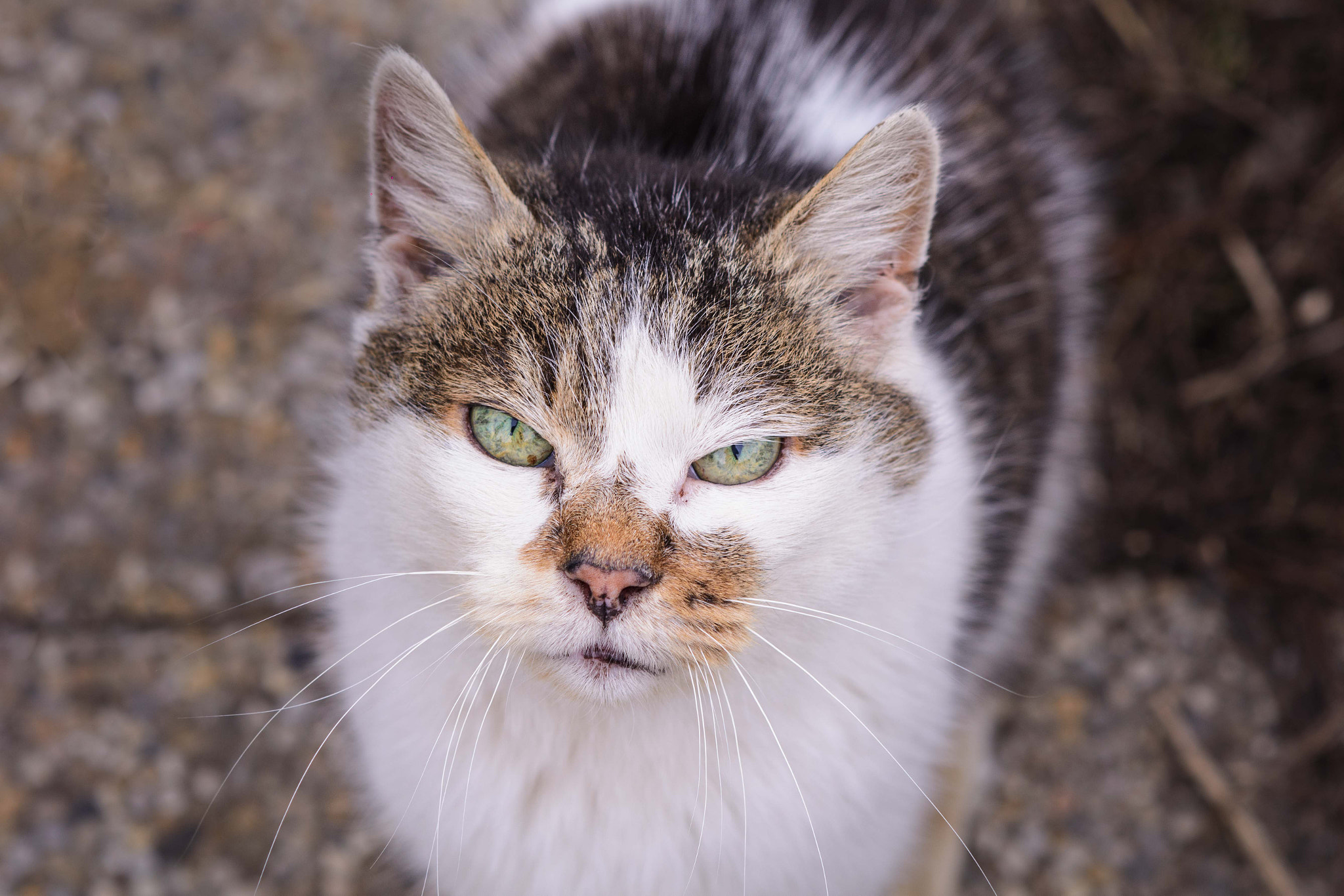 AF Nikkor 85mm f/1.8 sample photo. Street cat fighter photography