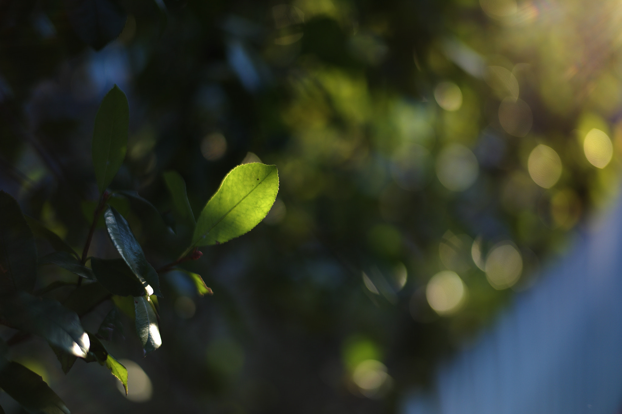 Leica Summilux-M 50mm F1.4 ASPH sample photo. Radiant photography