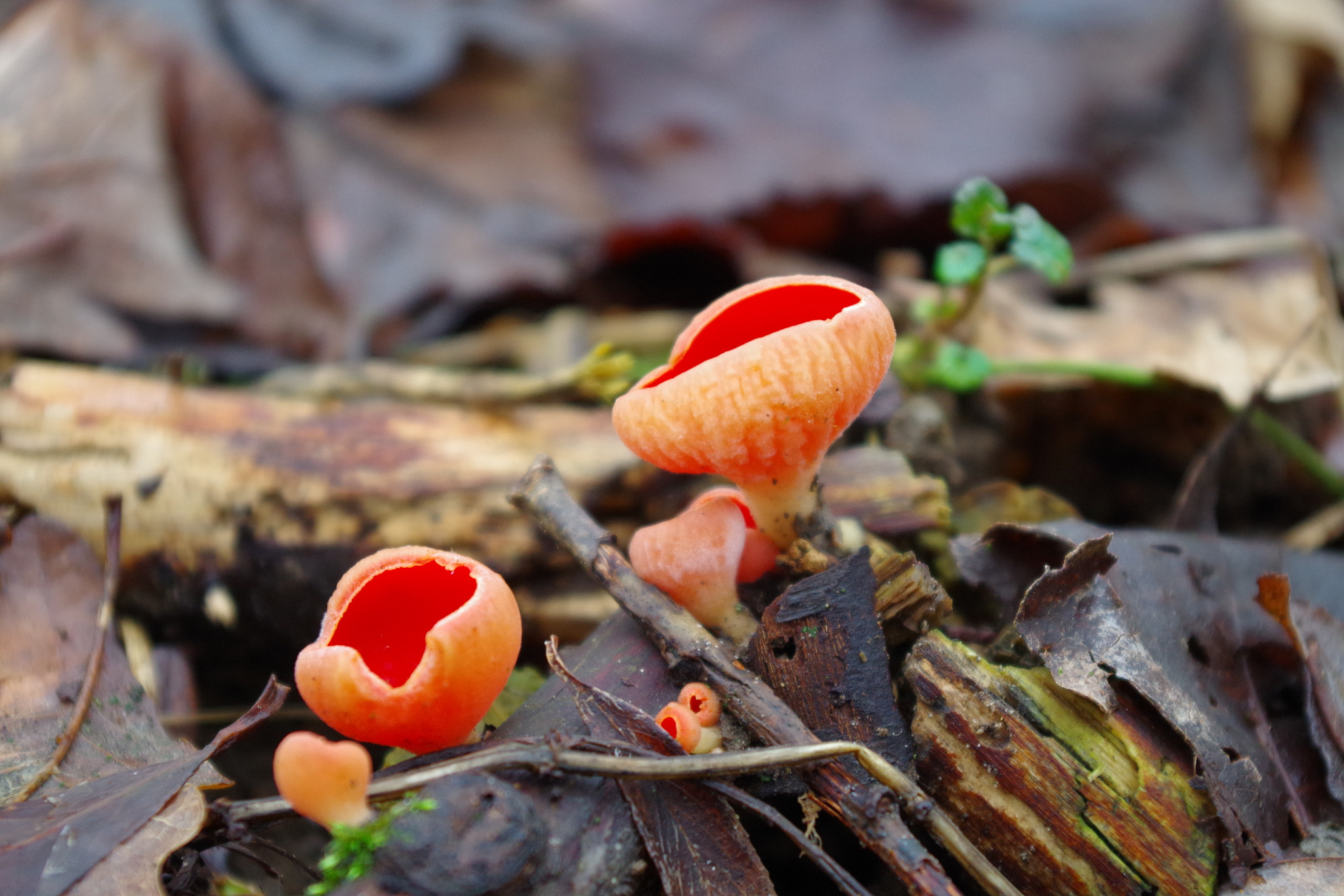 Pentax K-S2 sample photo. Scarlet elf cup photography
