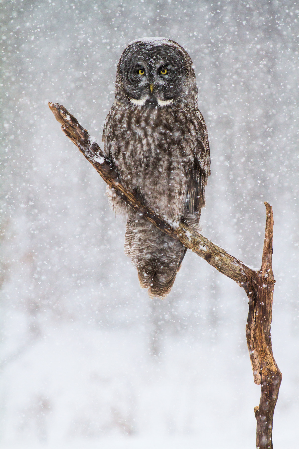 Canon EOS 7D + Canon EF 70-300 F4-5.6 IS II USM sample photo. Owl on a perch photography