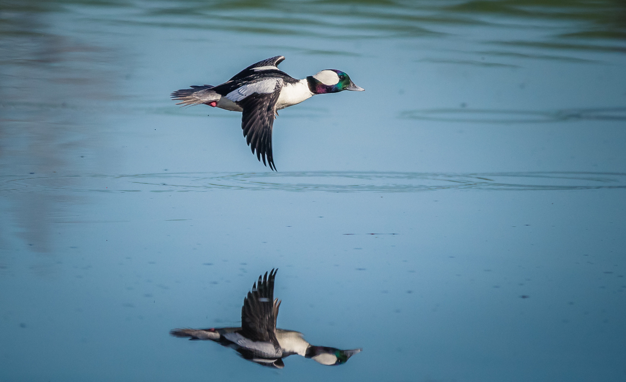 150-600mm F5-6.3 DG OS HSM | Contemporary 015 sample photo. Bufflehead  reflection photography