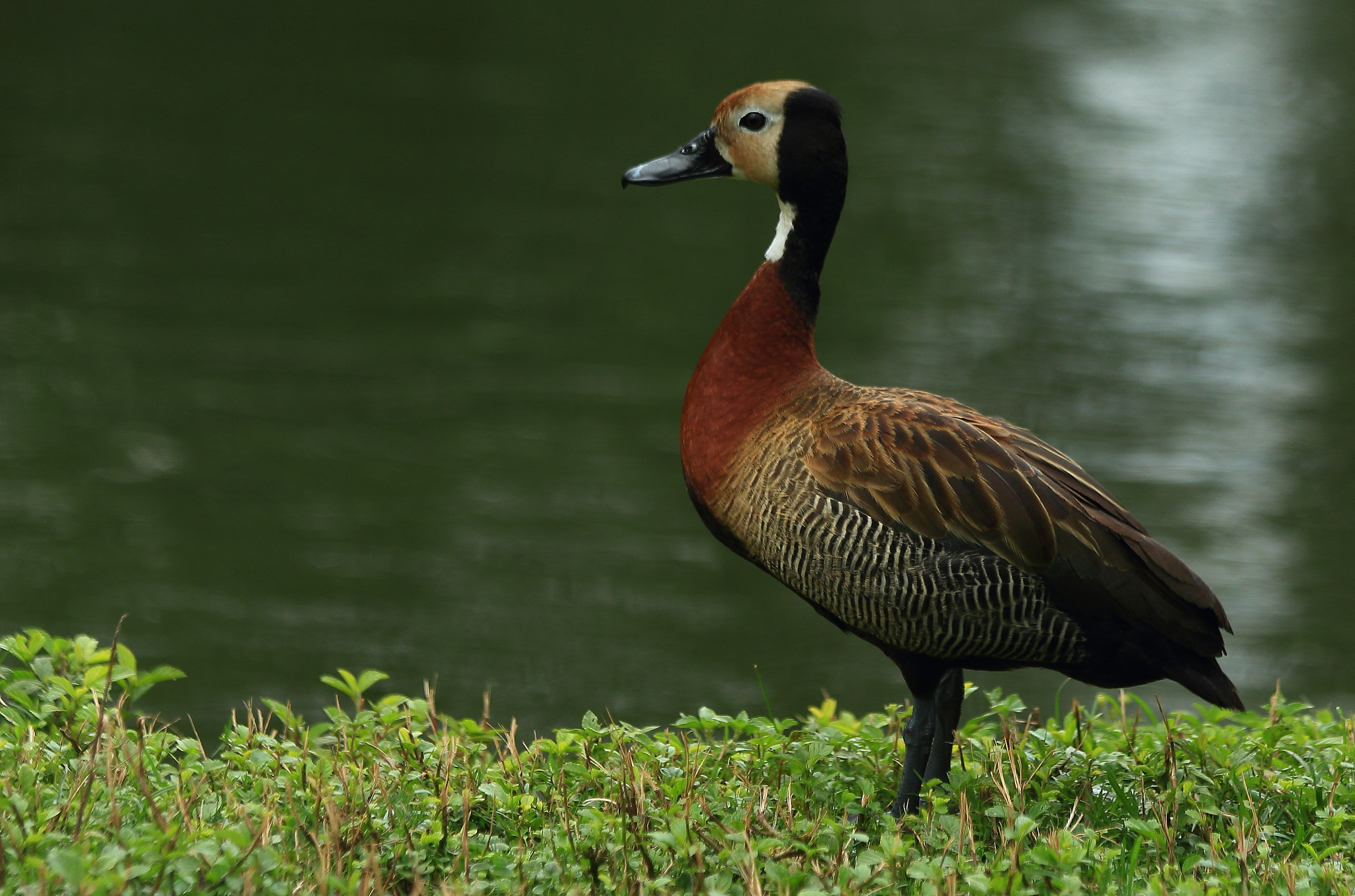 Canon EF 70-300mm F4-5.6 IS USM sample photo. Duck in profile photography