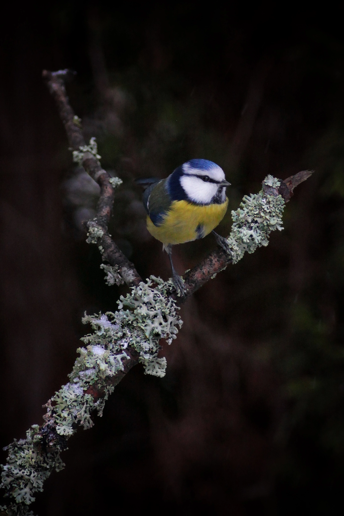 Canon EOS 50D + Canon EF 300mm F4L IS USM sample photo. Untitled photography