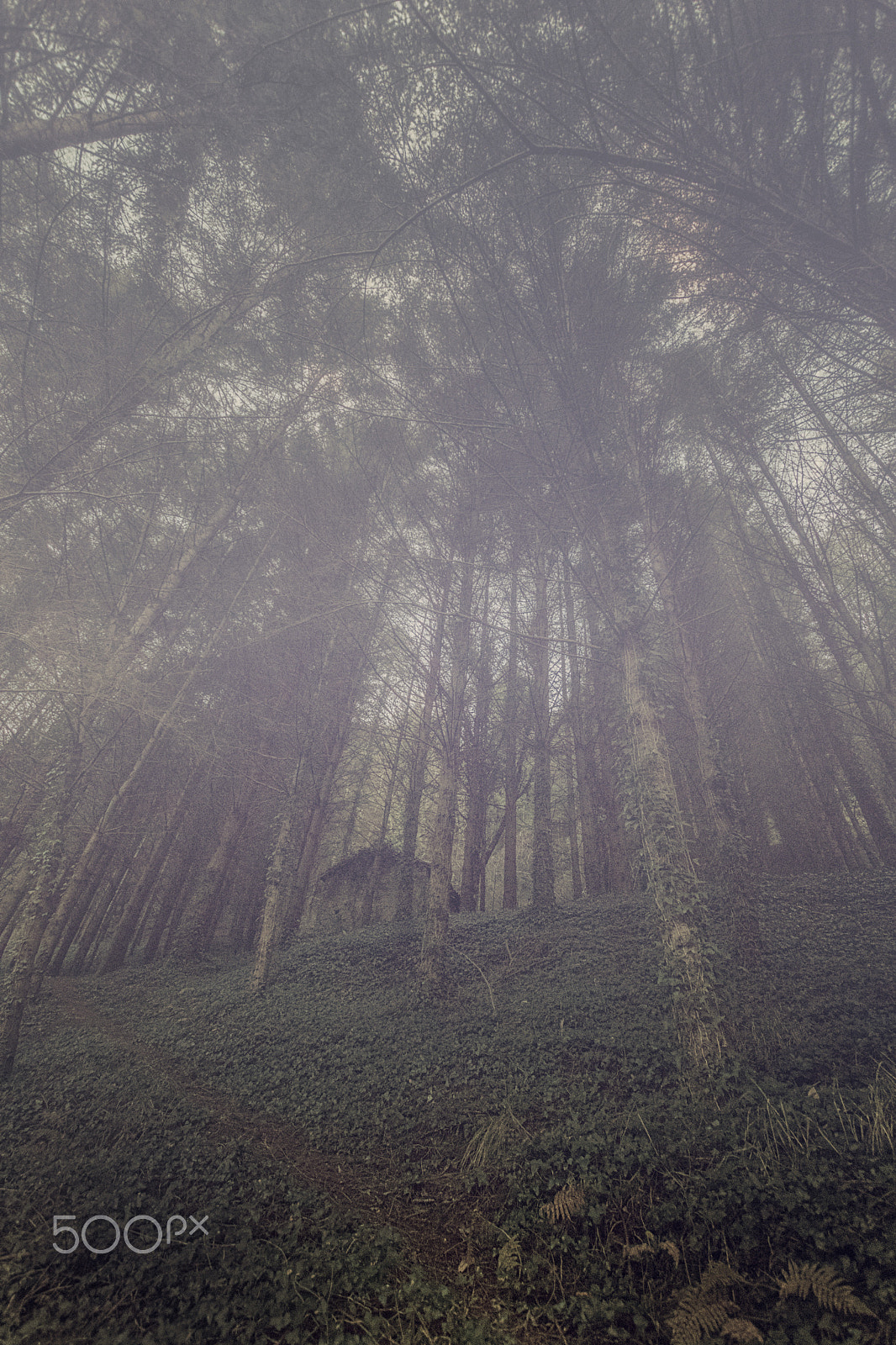 Canon EOS 80D sample photo. Sola en la niebla - alone in the mist photography