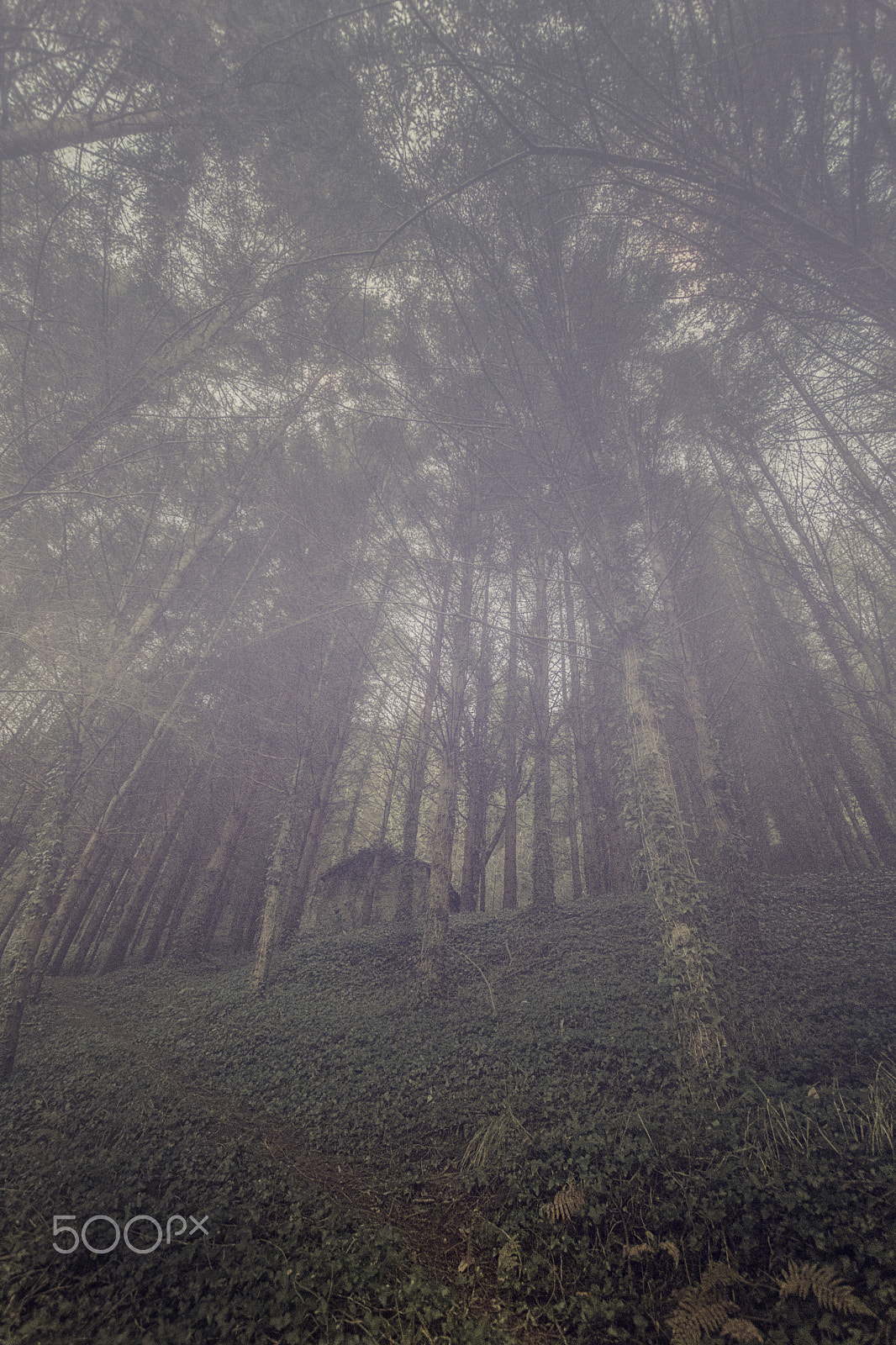 Sigma 10-20mm F3.5 EX DC HSM sample photo. Sola en la niebla - alone in the mist photography