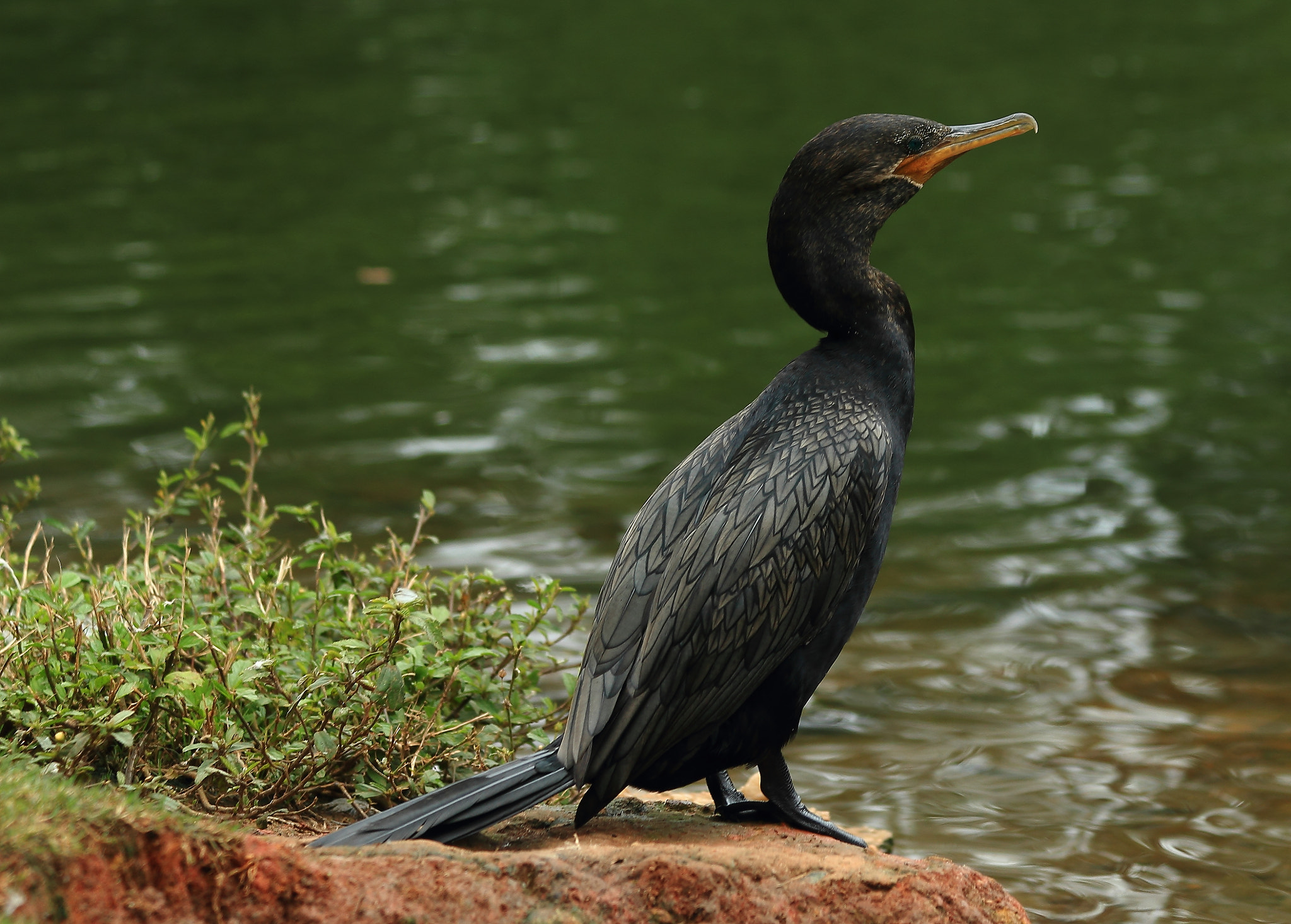Canon EF 70-300mm F4-5.6 IS USM sample photo. Cormorant photography