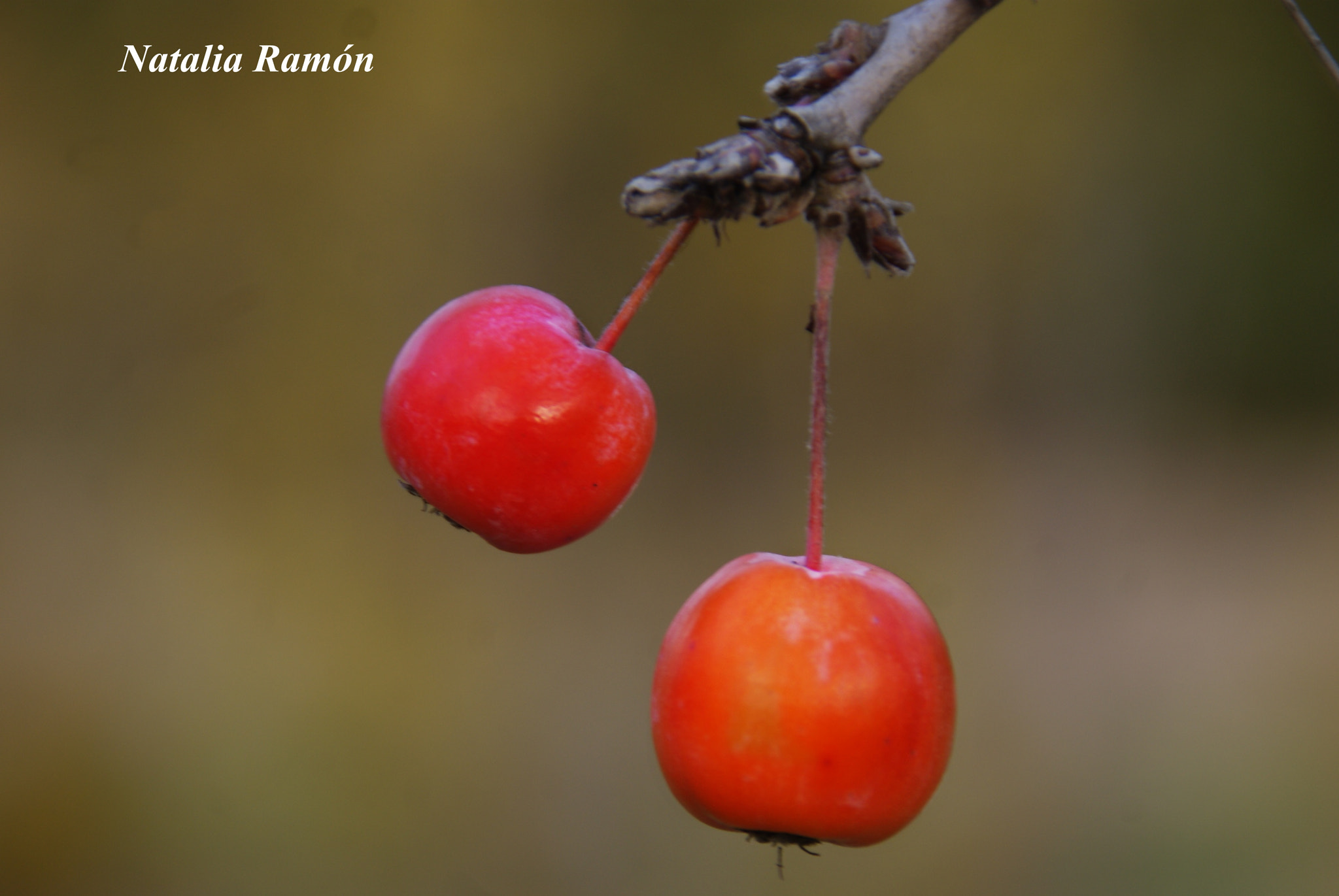 Sony Alpha DSLR-A230 sample photo