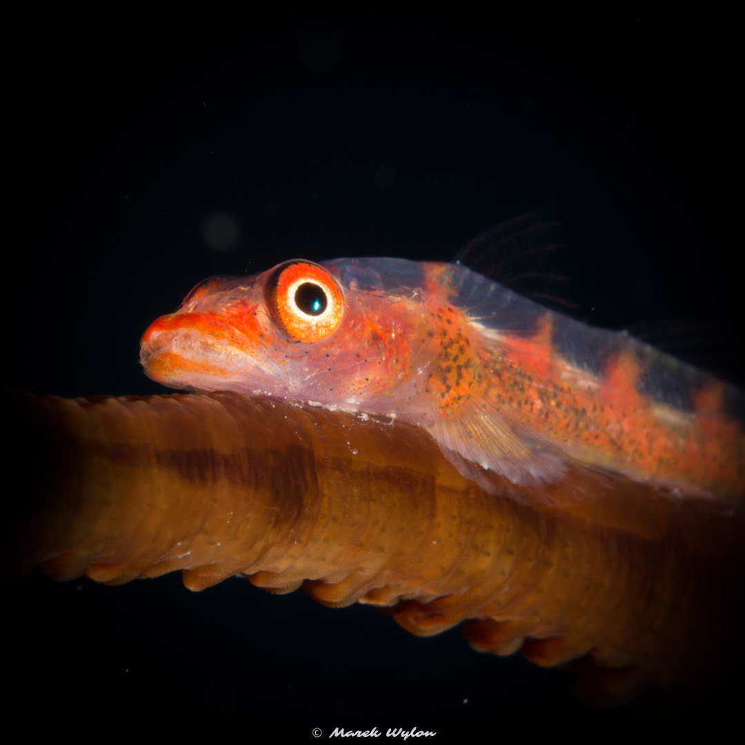 Nikon AF-S Micro-Nikkor 60mm F2.8G ED sample photo. Whip goby | fiji | 2014.11.03 photography