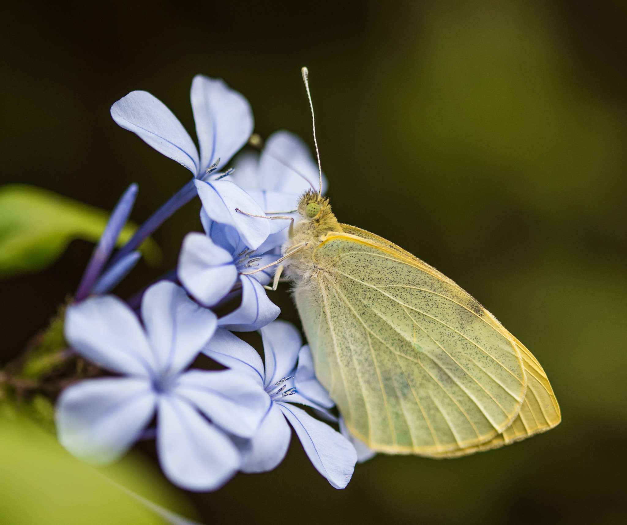 Sigma 105mm F2.8 EX DG OS HSM sample photo. Butterfly photography