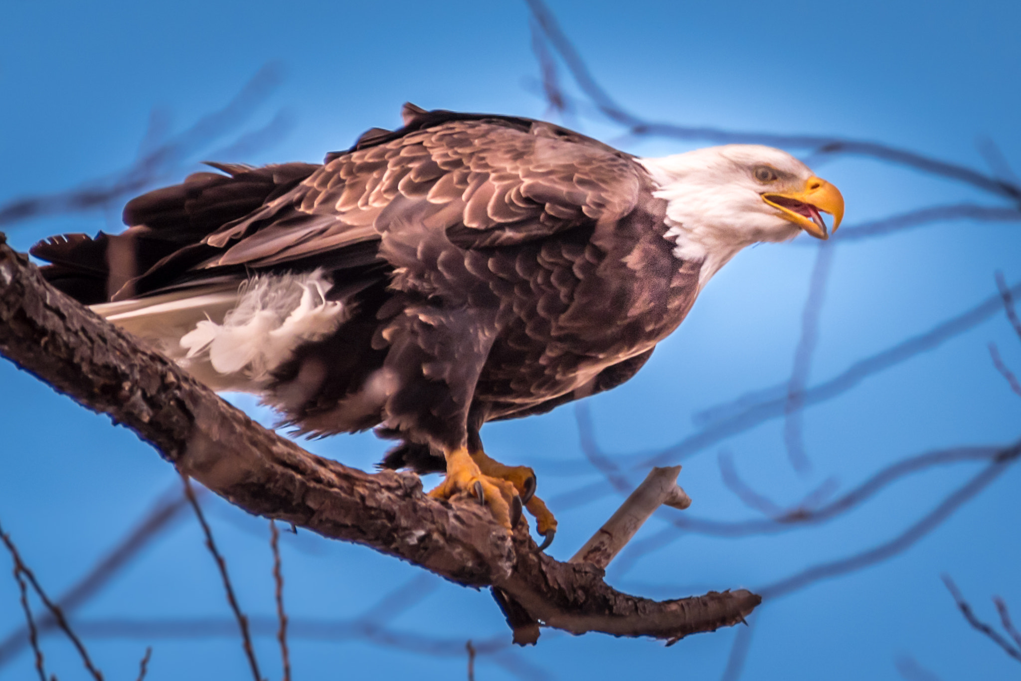 Nikon D810A sample photo. Eagle on a branch. photography