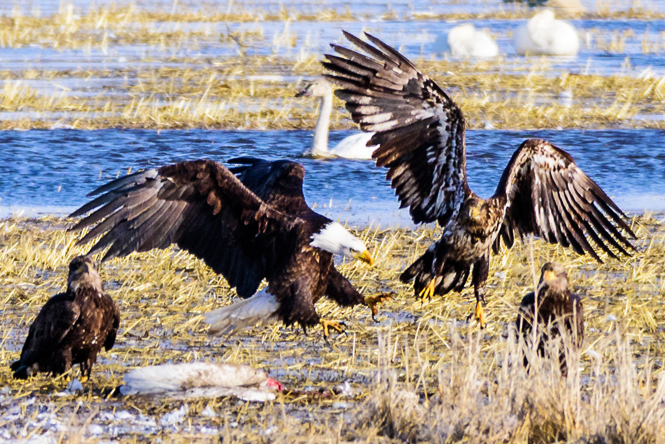 Nikon D810A sample photo. Eagle claws photography