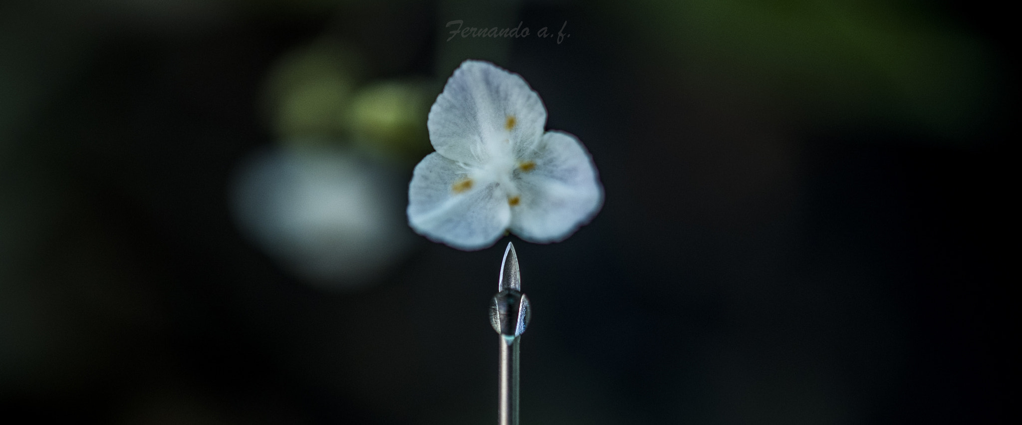 Nikon AF-S DX Micro Nikkor 40mm F2.8 sample photo. Love photography