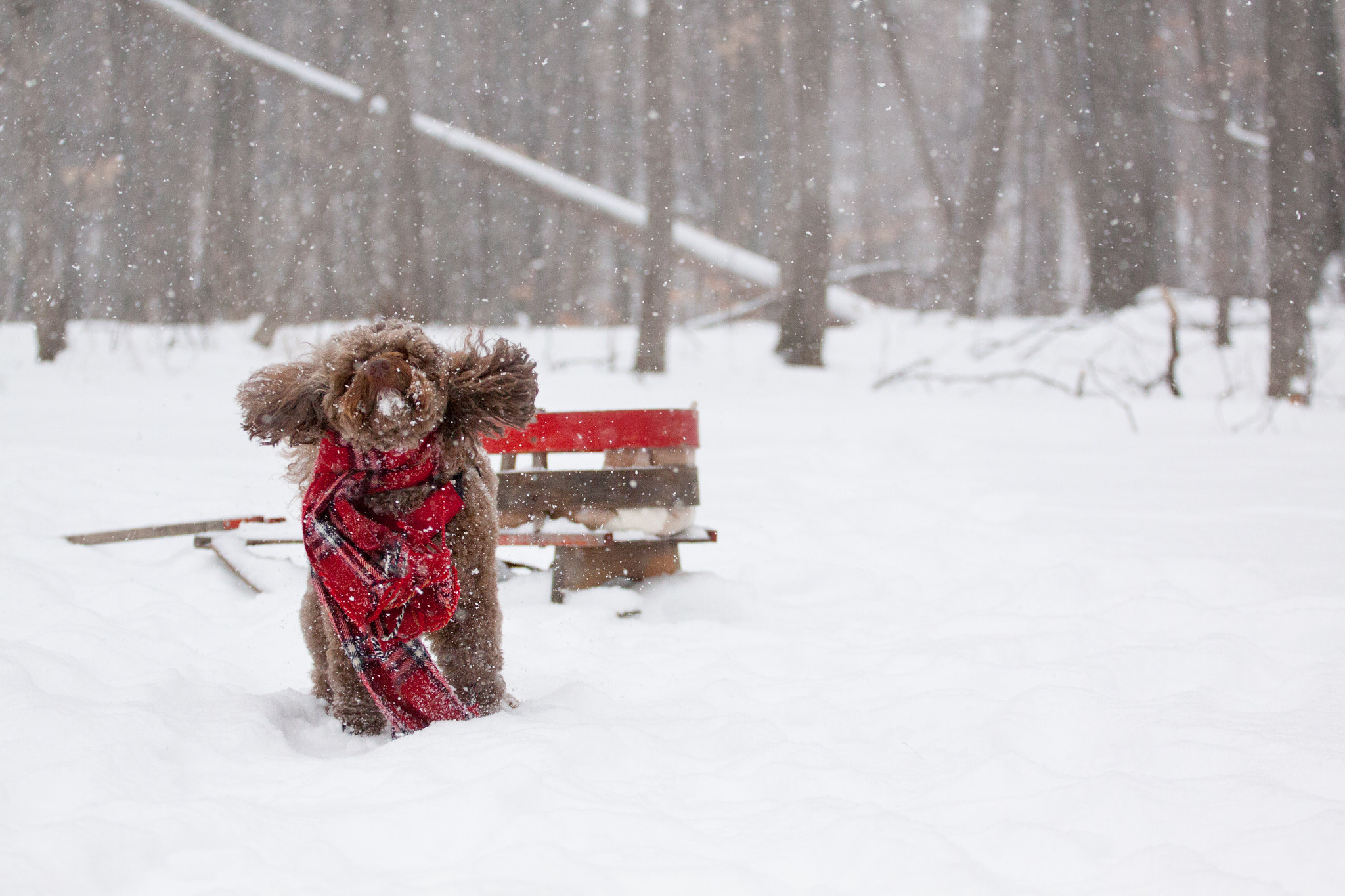Canon EOS 50D + Canon EF 70-200mm F4L USM sample photo. Romping in the snow photography