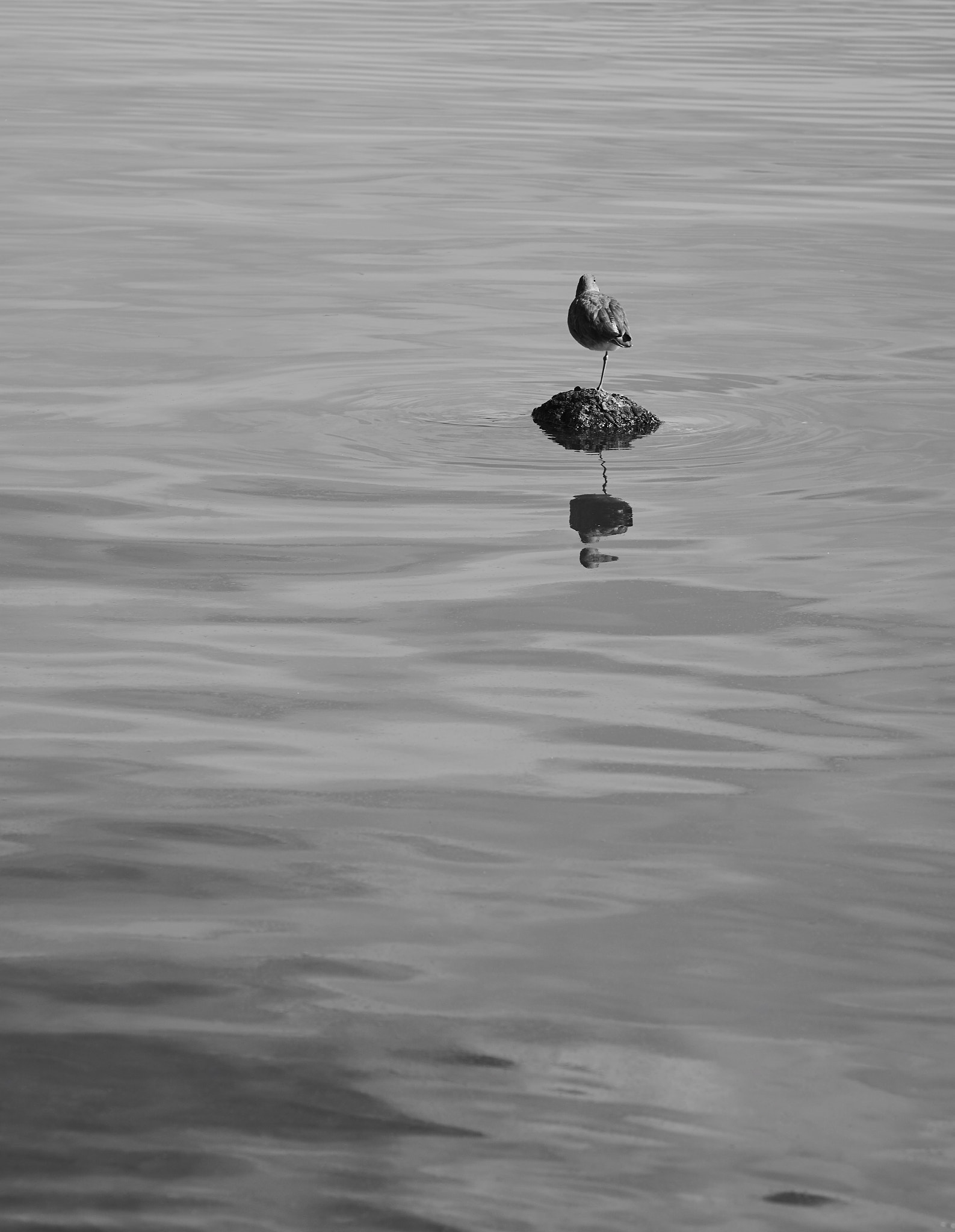 Sigma 70-200mm F2.8 EX DG HSM APO Macro sample photo. Stanging on the rock photography