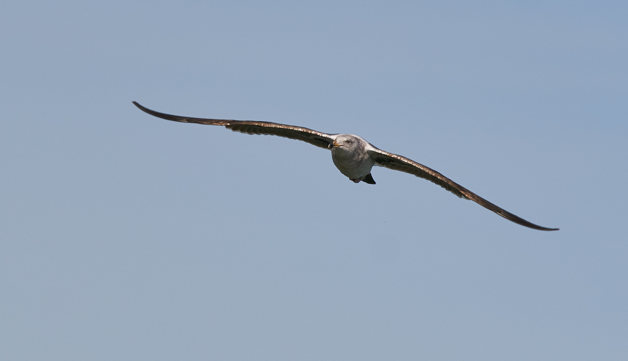 Sony a6500 + Sigma 70-200mm F2.8 EX DG HSM APO Macro sample photo. Seagull is flying photography