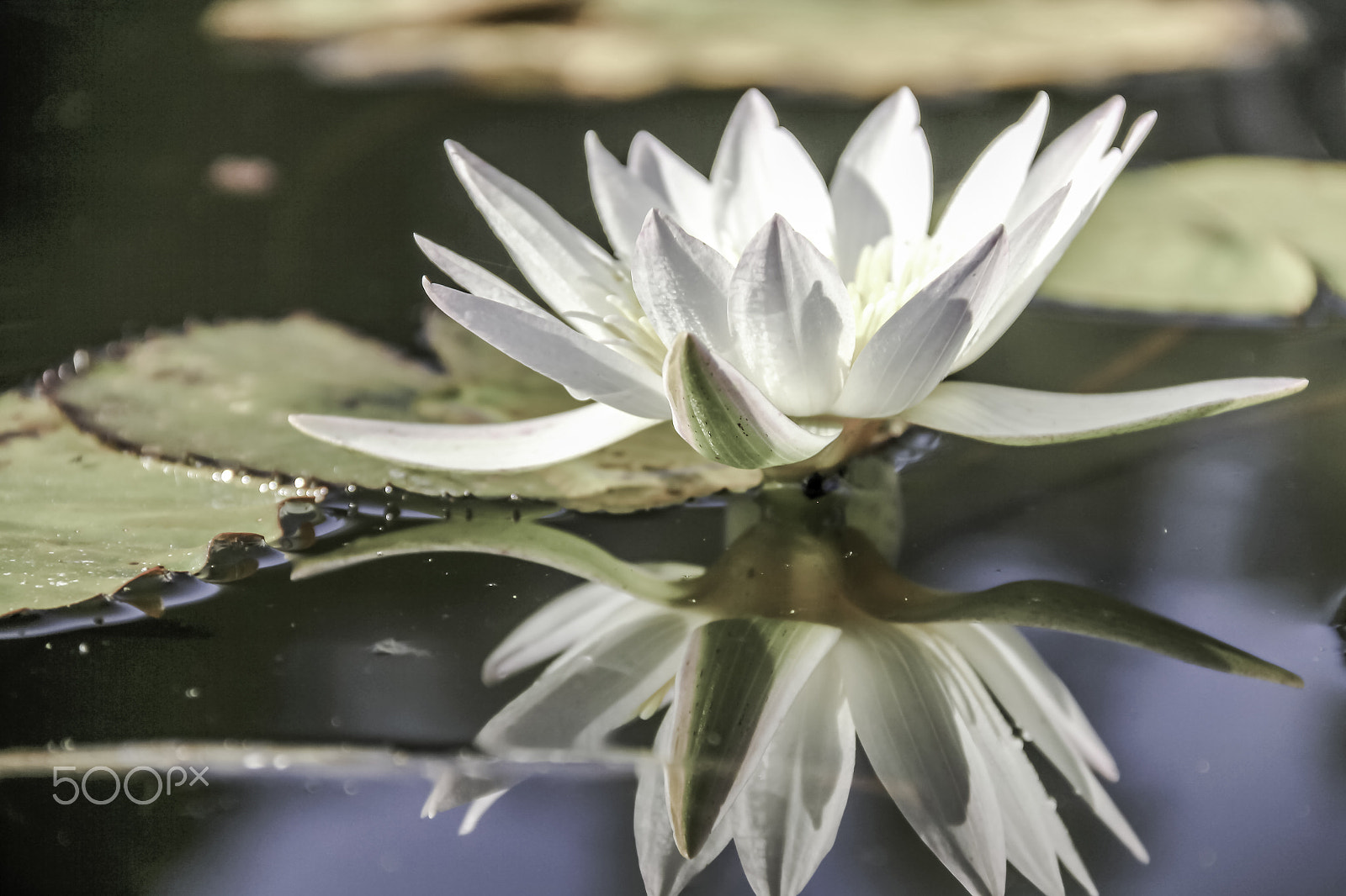Canon EOS 550D (EOS Rebel T2i / EOS Kiss X4) sample photo. Water lilly reflection... photography
