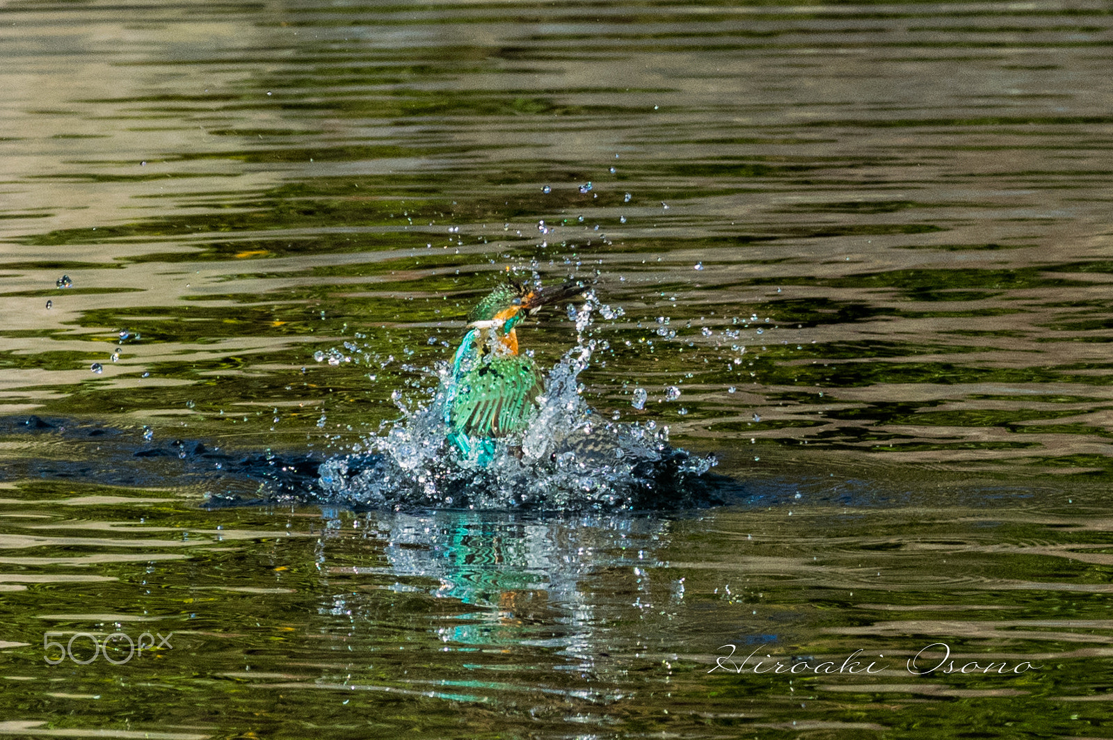 Pentax K-3 + Pentax smc DA* 300mm F4.0 ED (IF) SDM sample photo. Kingfisher 2 photography