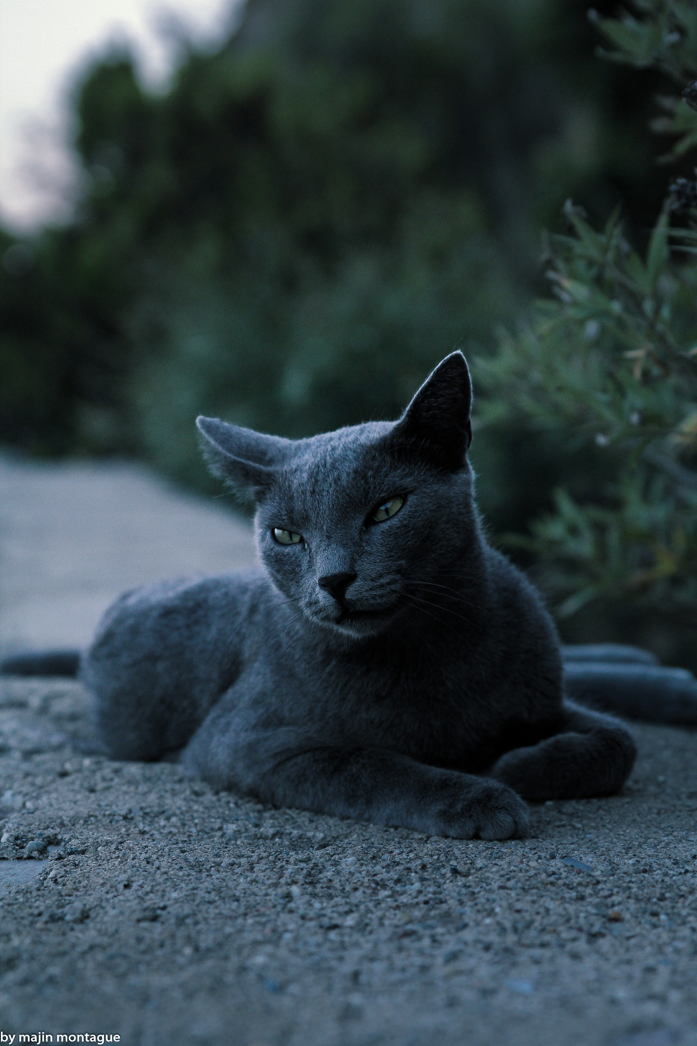 Canon EOS 550D (EOS Rebel T2i / EOS Kiss X4) + Sigma 24-70mm F2.8 EX DG Macro sample photo. Cat photography