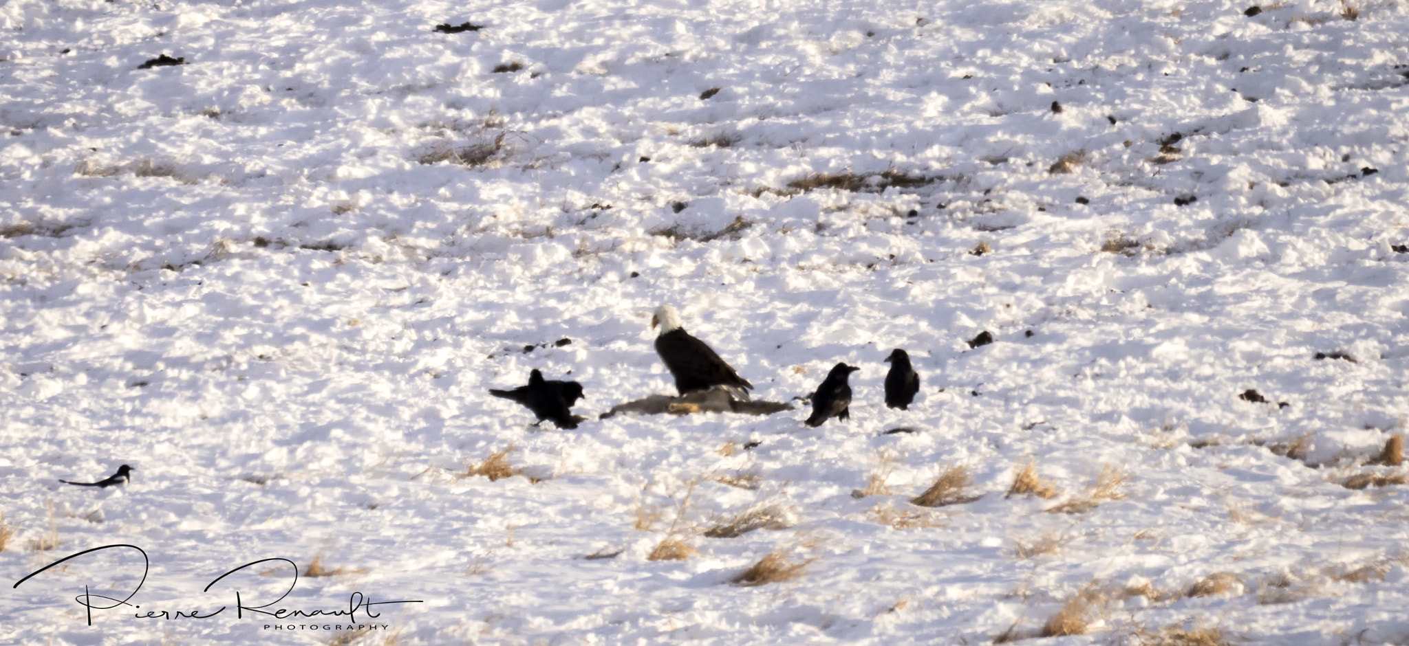 Panasonic Lumix DMC-GH4 + LEICA DG 100-400/F4.0-6.3 sample photo. Bald eagle and kill photography