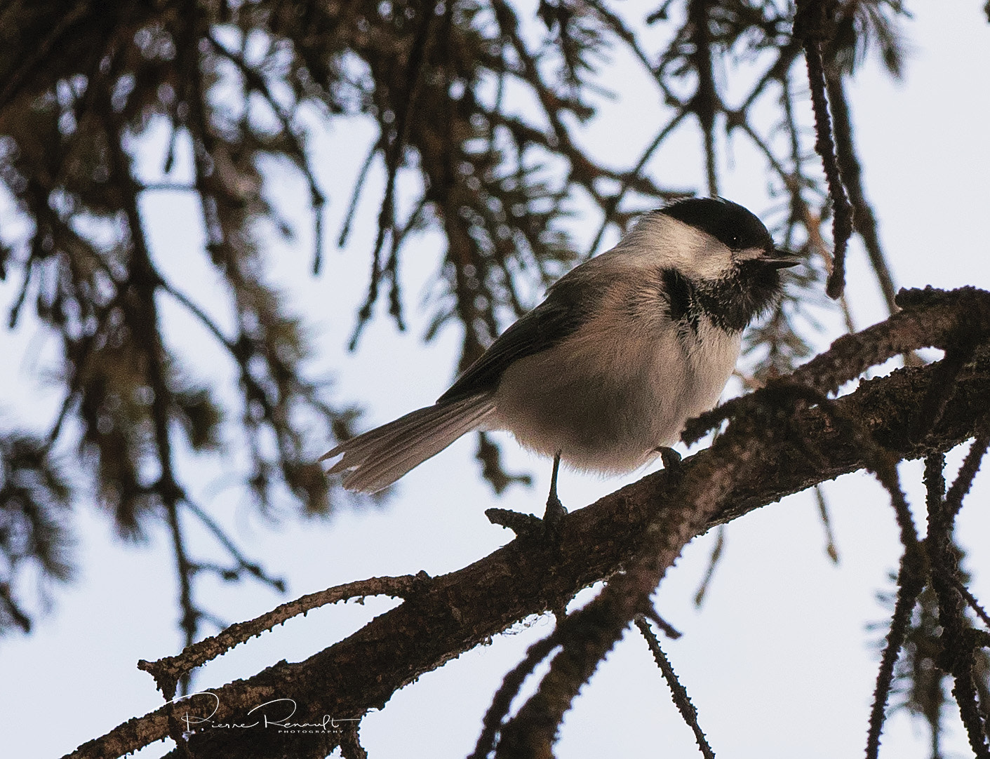 Olympus M.Zuiko Digital ED 60mm F2.8 Macro sample photo. Blackcapped chickadee photography