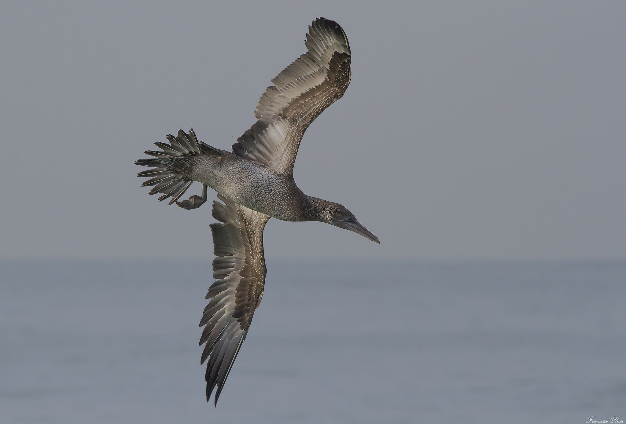 Sigma 150-500mm F5-6.3 DG OS HSM sample photo. Northern gannet, sula  photography