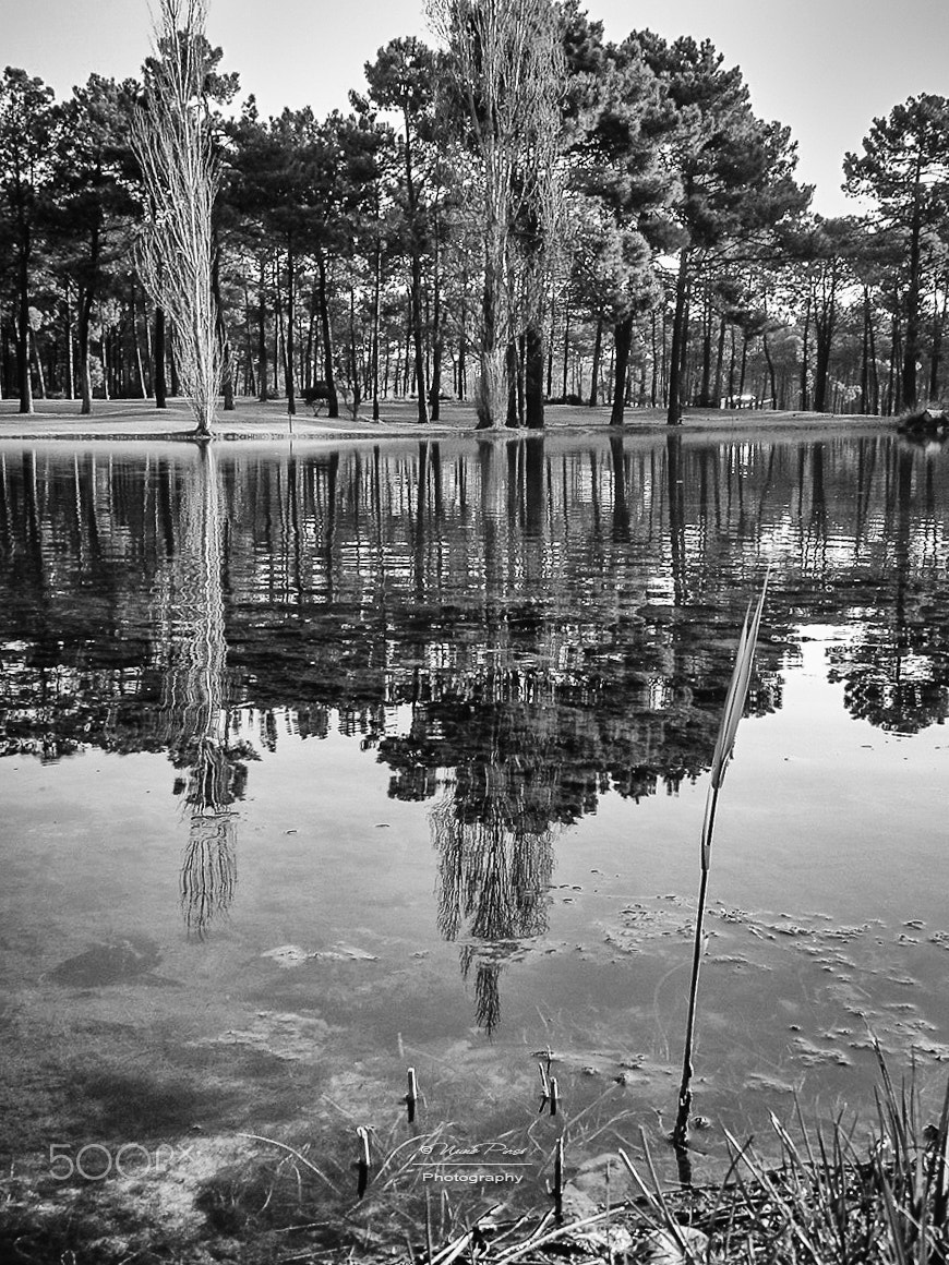 Sony DSC-P100 sample photo. Lake reflections bw photography