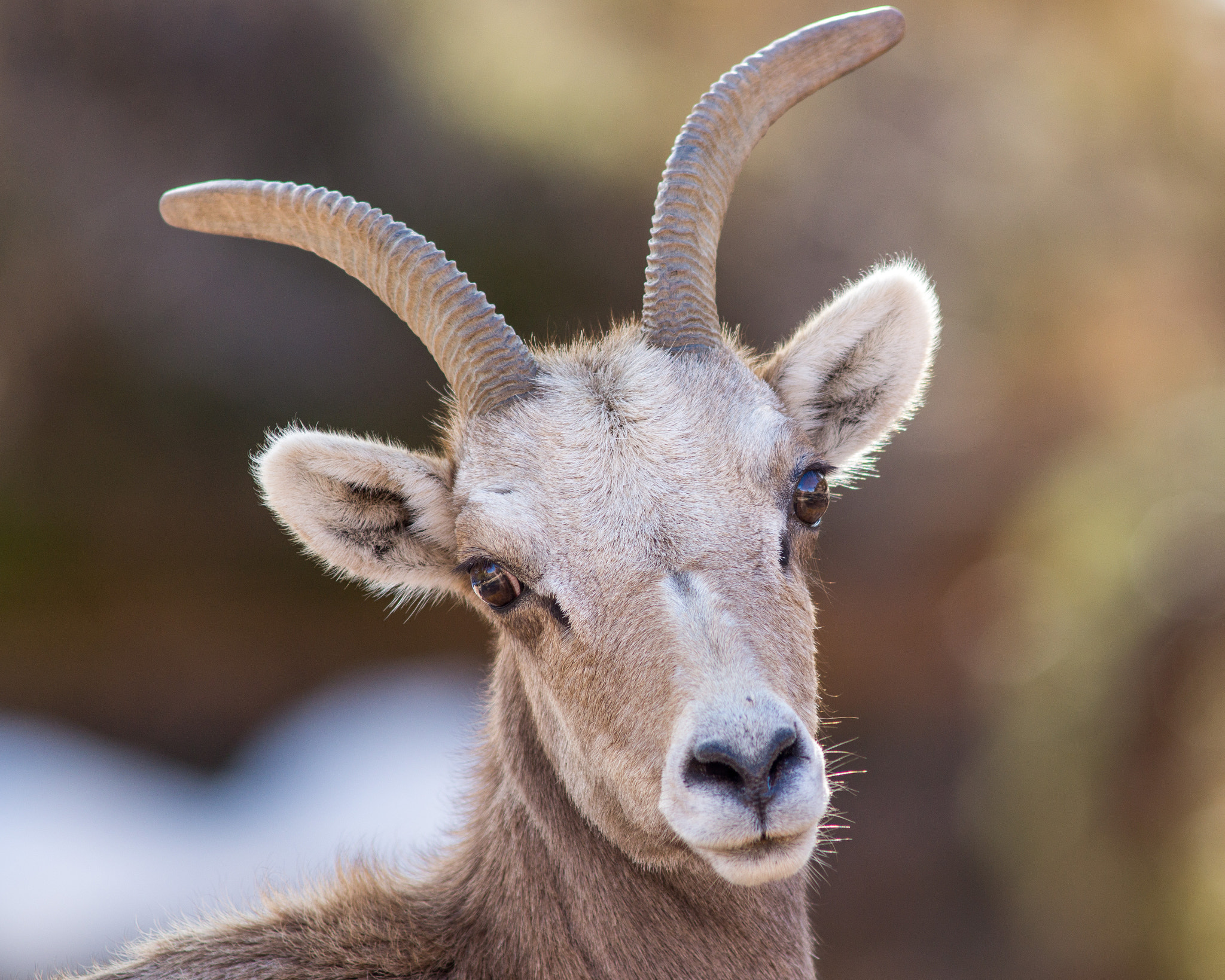 Sony SLT-A77 + Minolta AF 300mm F2.8 HS-APO G sample photo. Beautiful ewe - desert bighorn- zion national park photography