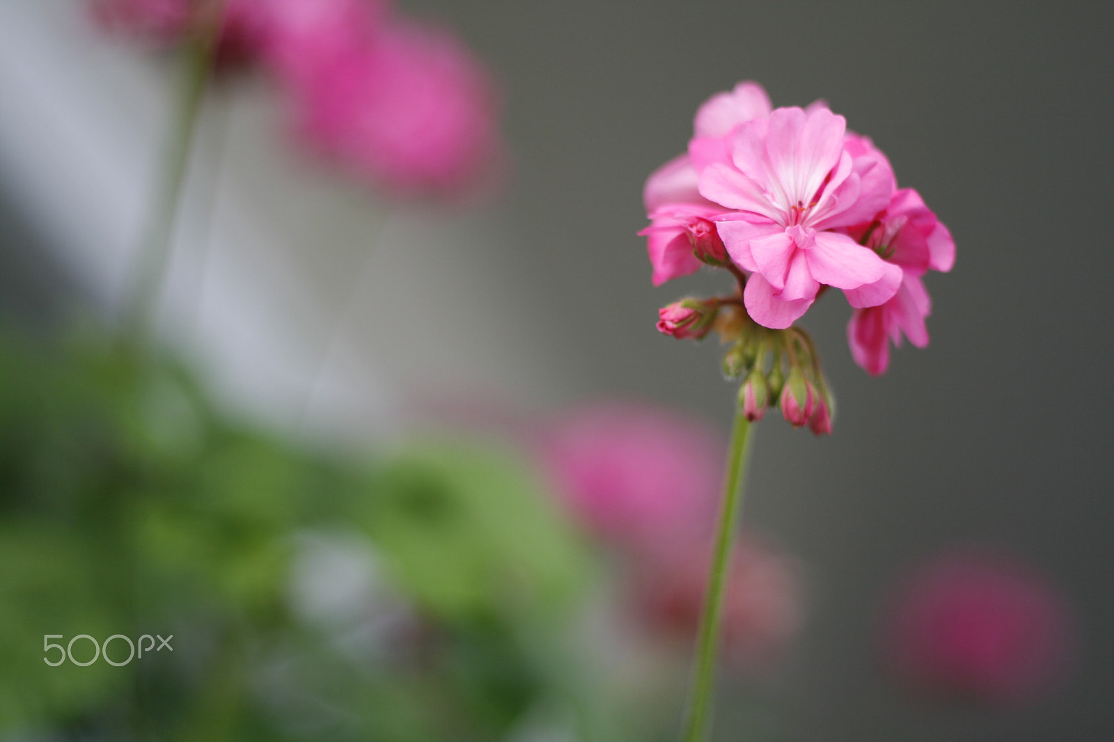 Canon EOS 400D (EOS Digital Rebel XTi / EOS Kiss Digital X) sample photo. Pink flower photography