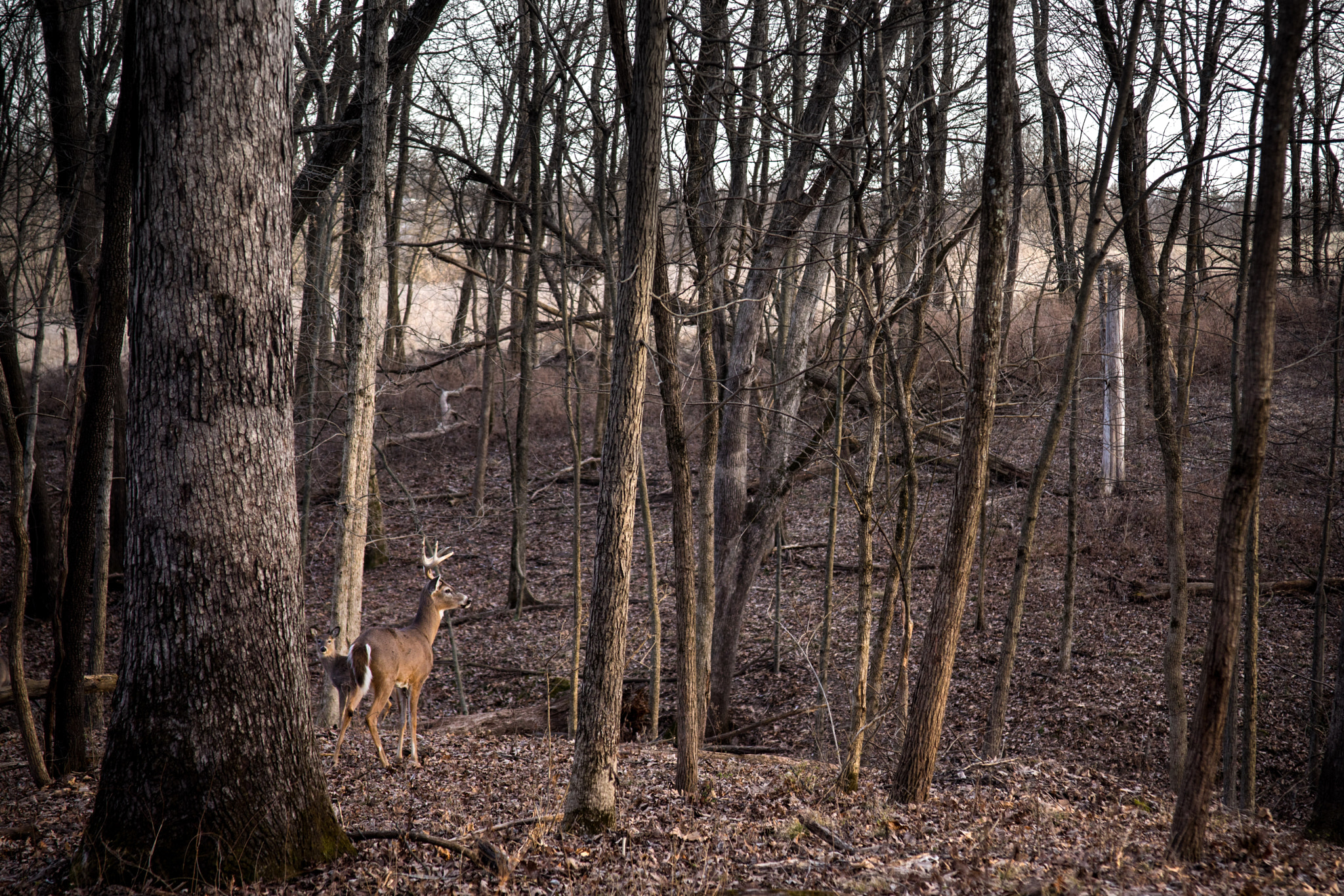 Canon EF 28-135mm F3.5-5.6 IS USM sample photo. The protector photography