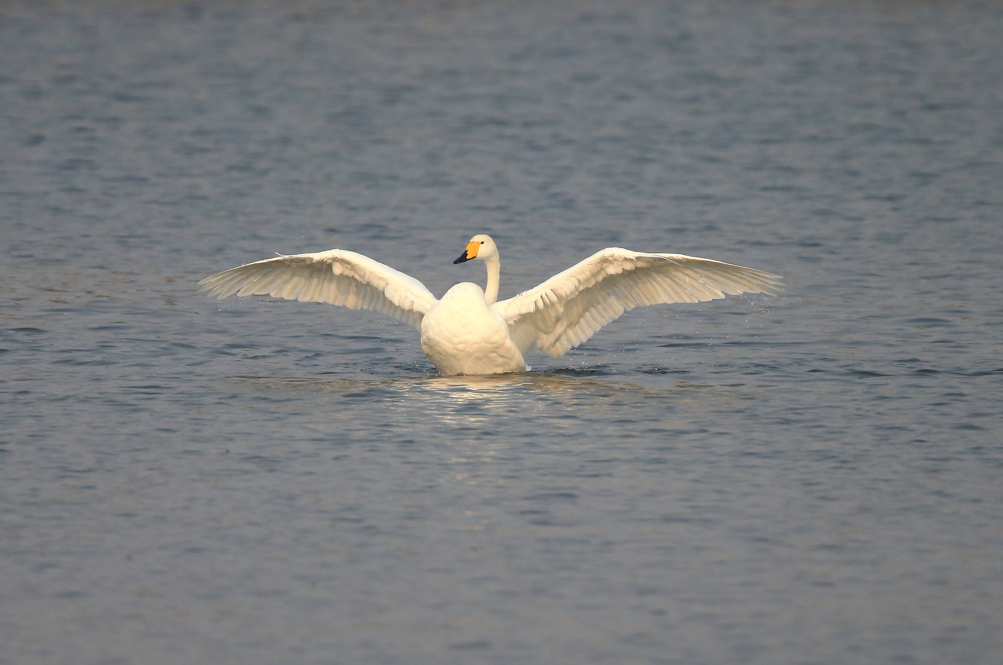 Canon EF 600mm F4L IS II USM sample photo. 1123 photography