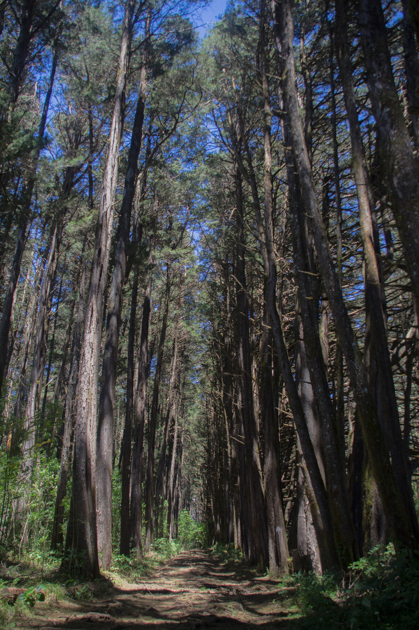 Sigma 18-125mm f/3.5-5.6 DC IF ASP sample photo. Bosque de la hoja photography