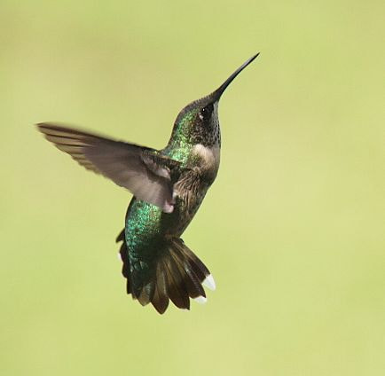Canon EOS 700D (EOS Rebel T5i / EOS Kiss X7i) sample photo. My favorite hummingbird so far photography